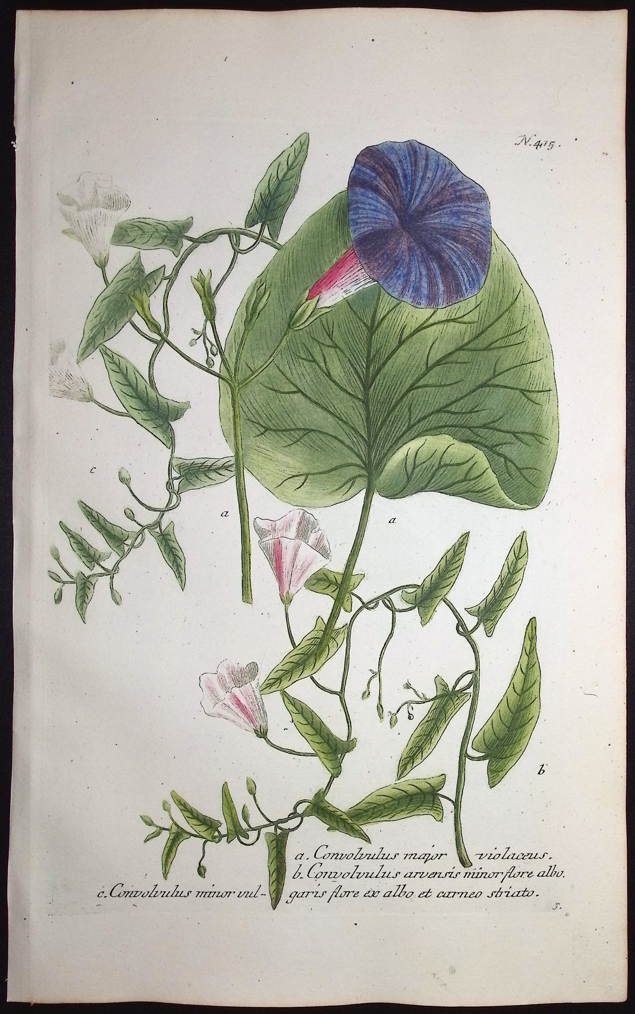 Weinmann - 3 Morning Glory Engravings