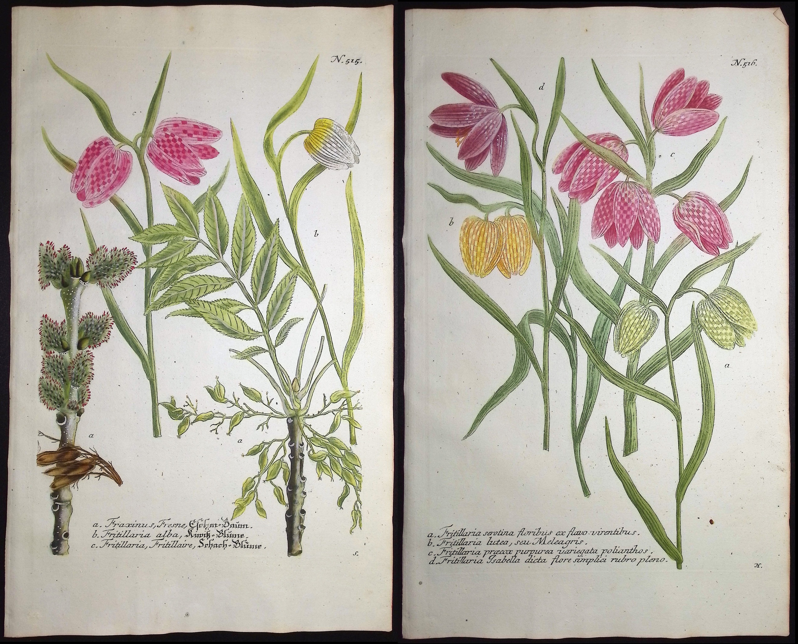 Weinmann - 3 Fritillary Engravings