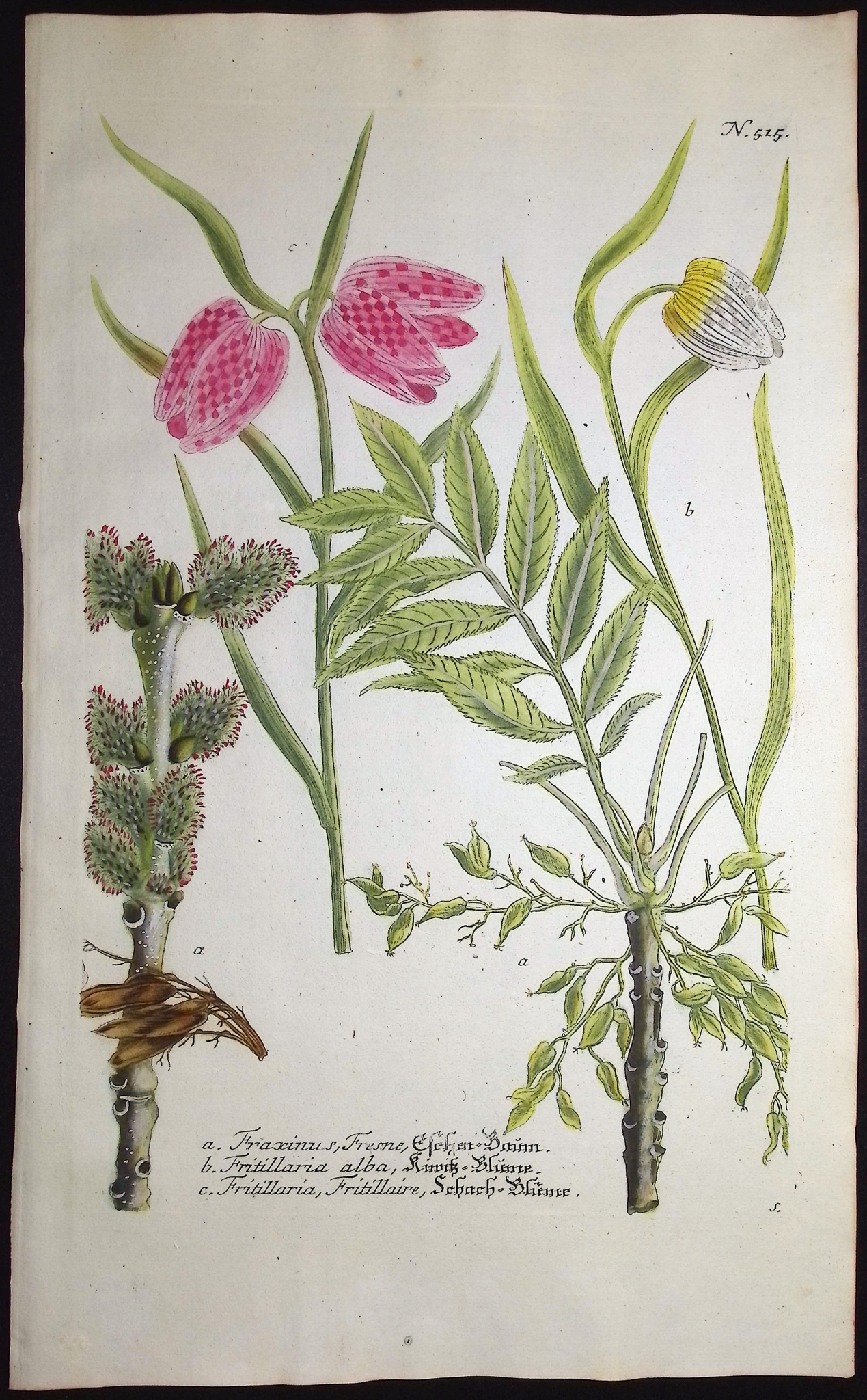 Weinmann - 3 Fritillary Engravings