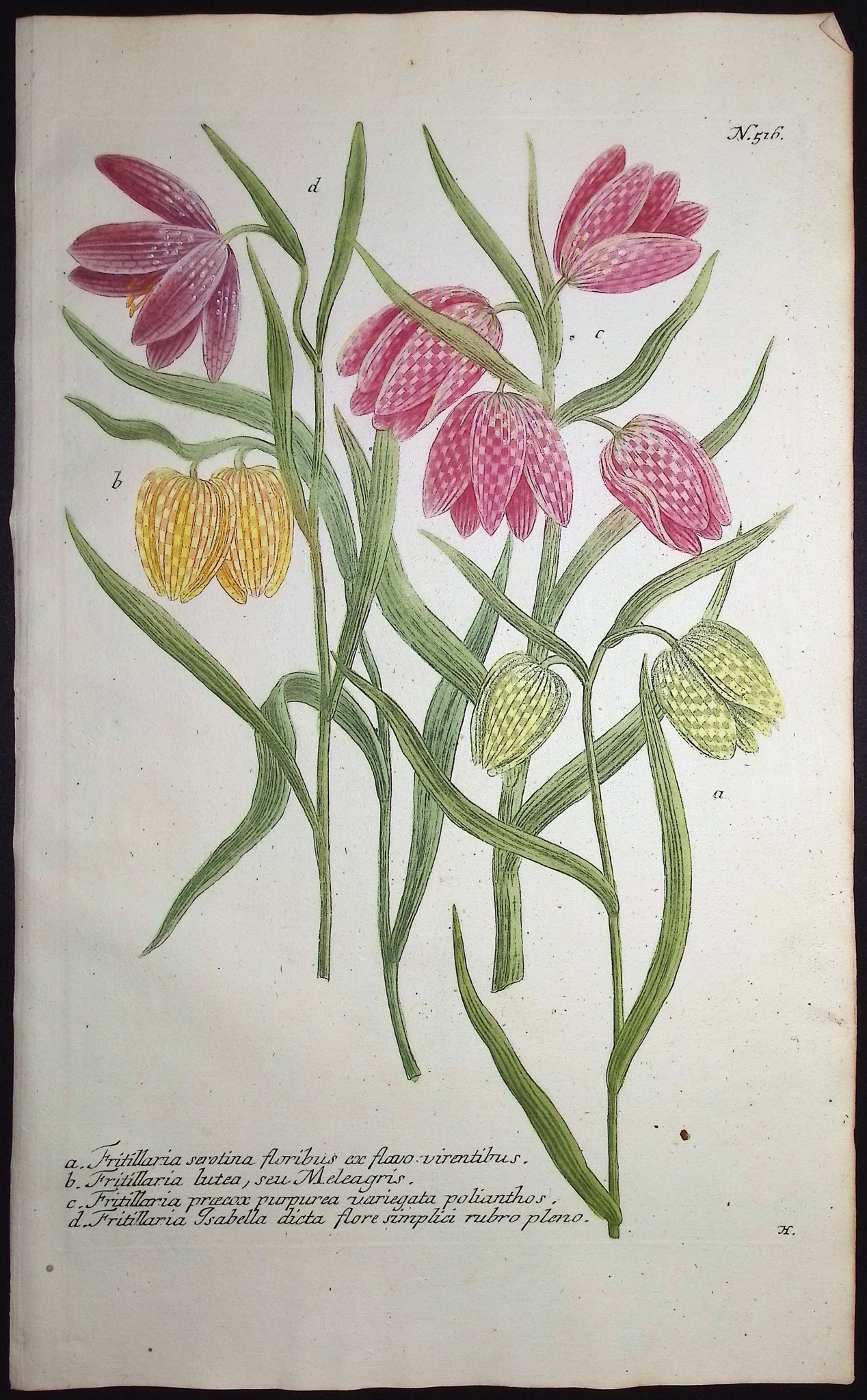 Weinmann - 3 Fritillary Engravings