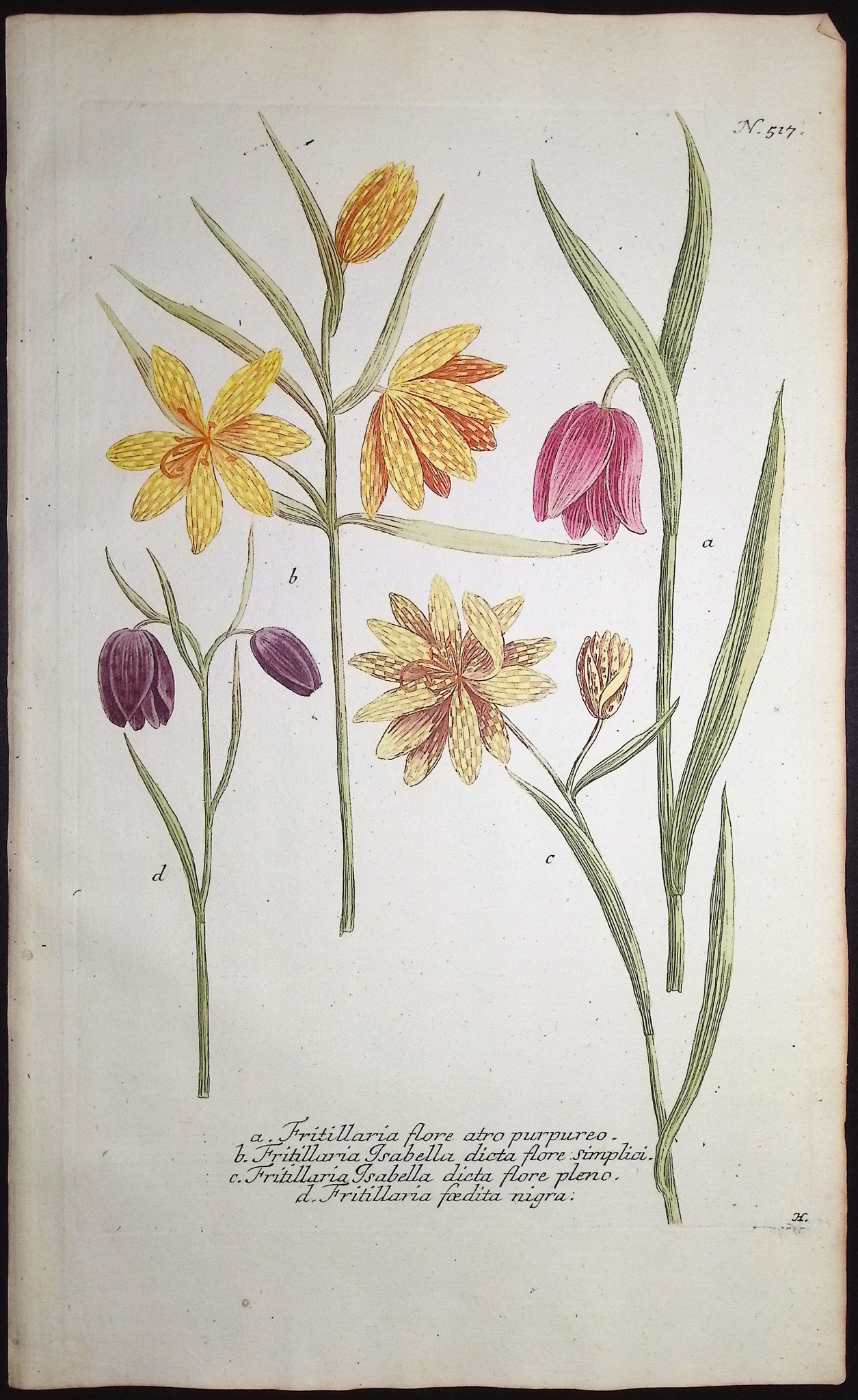 Weinmann - 3 Fritillary Engravings