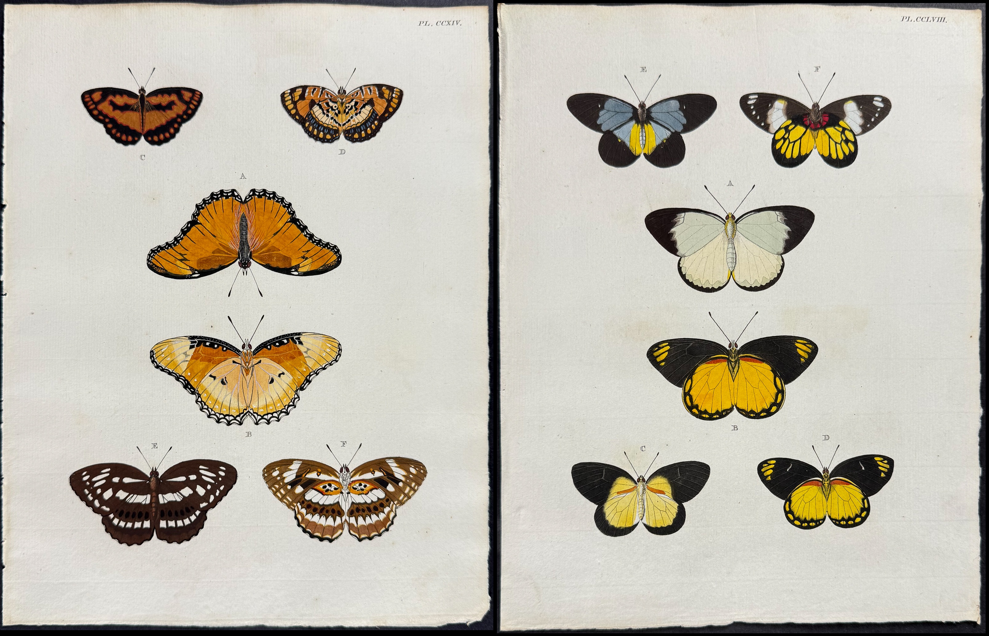 Cramer - 6 Butterfly Engravings