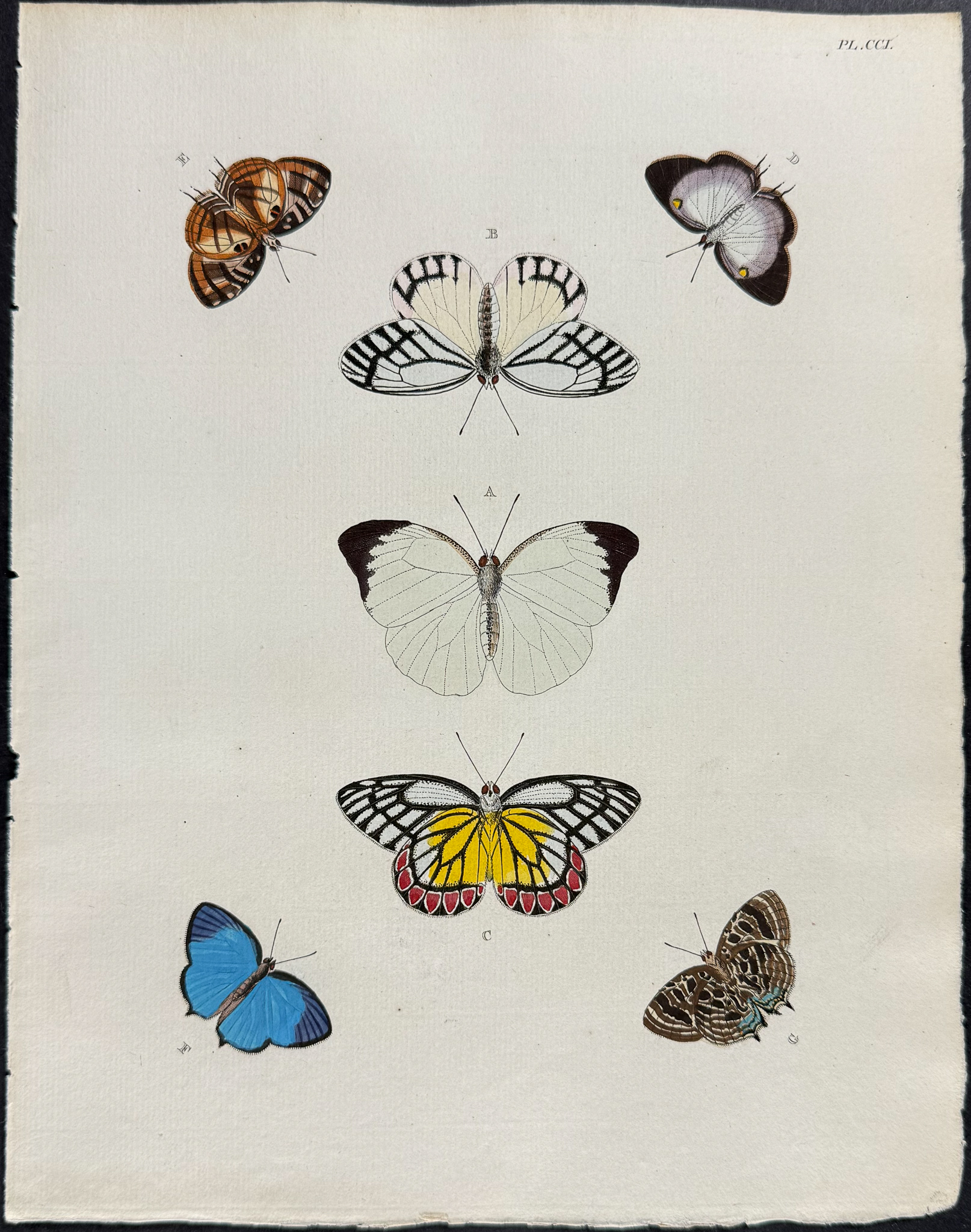Cramer - 6 Butterfly Engravings