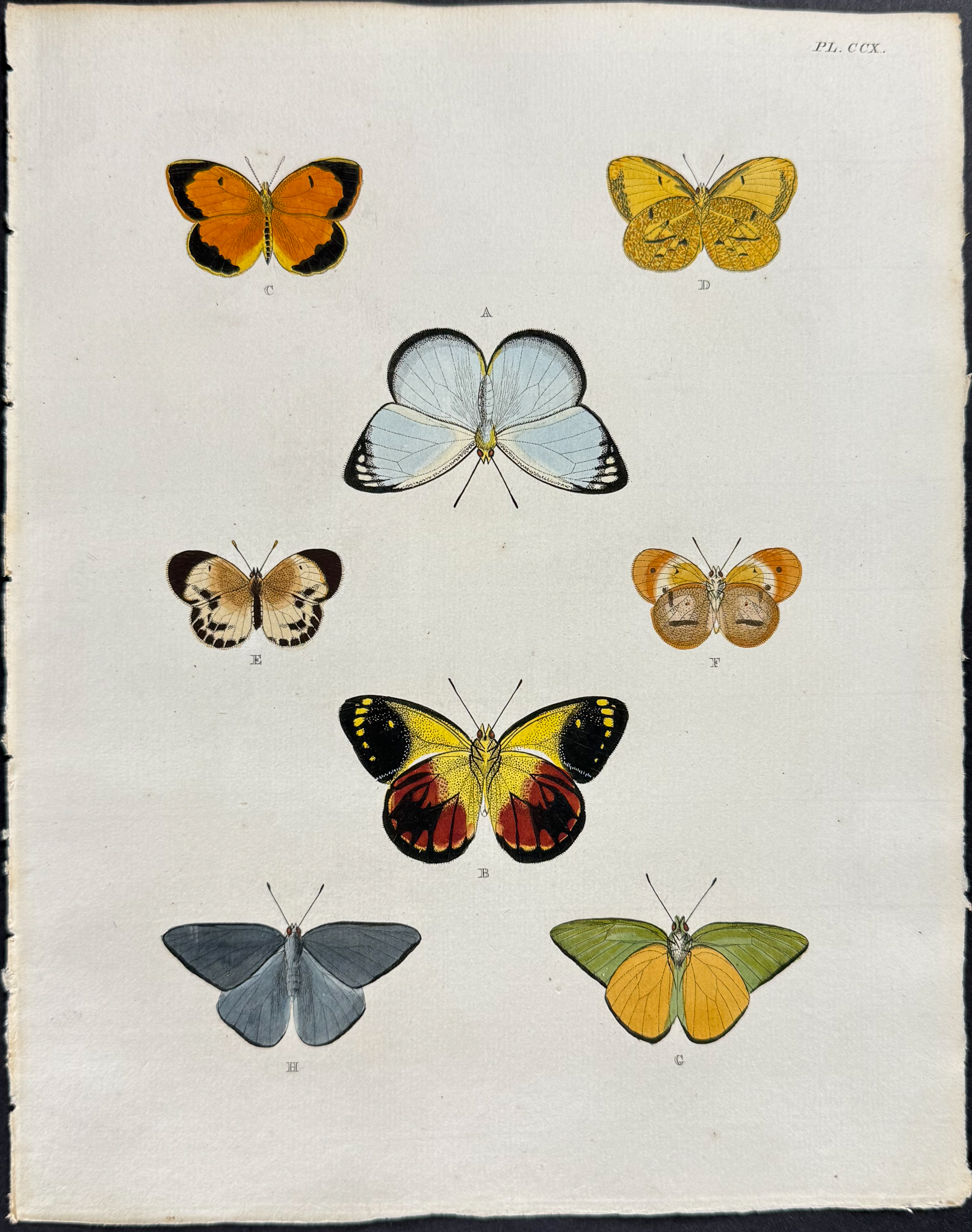 Cramer - 6 Butterfly Engravings
