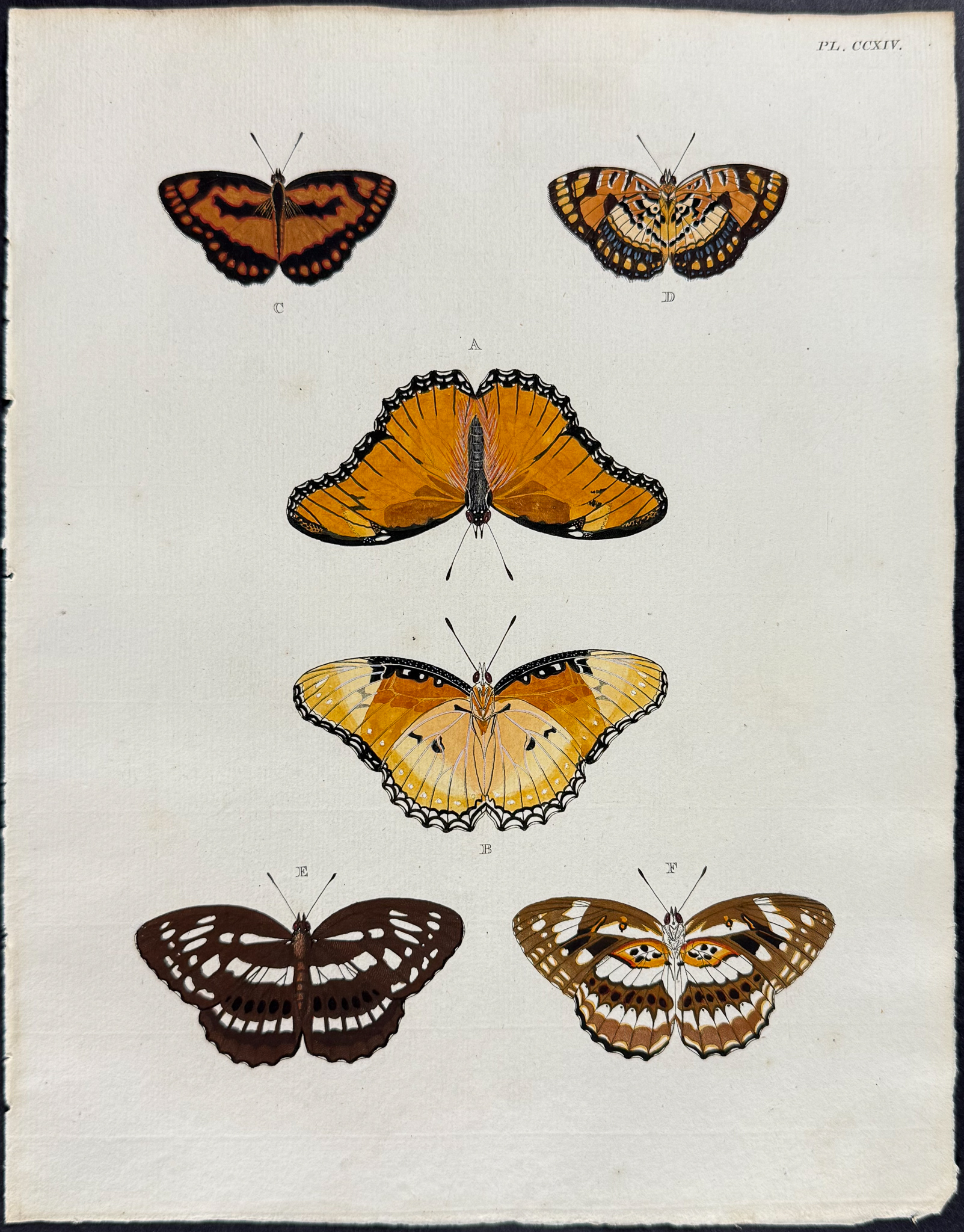 Cramer - 6 Butterfly Engravings
