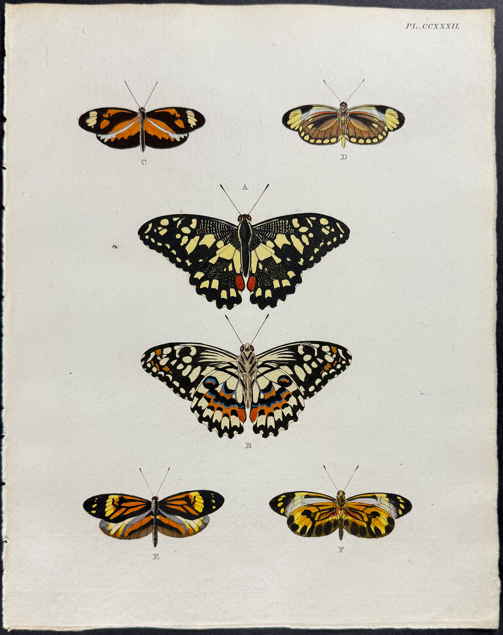 Cramer - 6 Butterfly Engravings