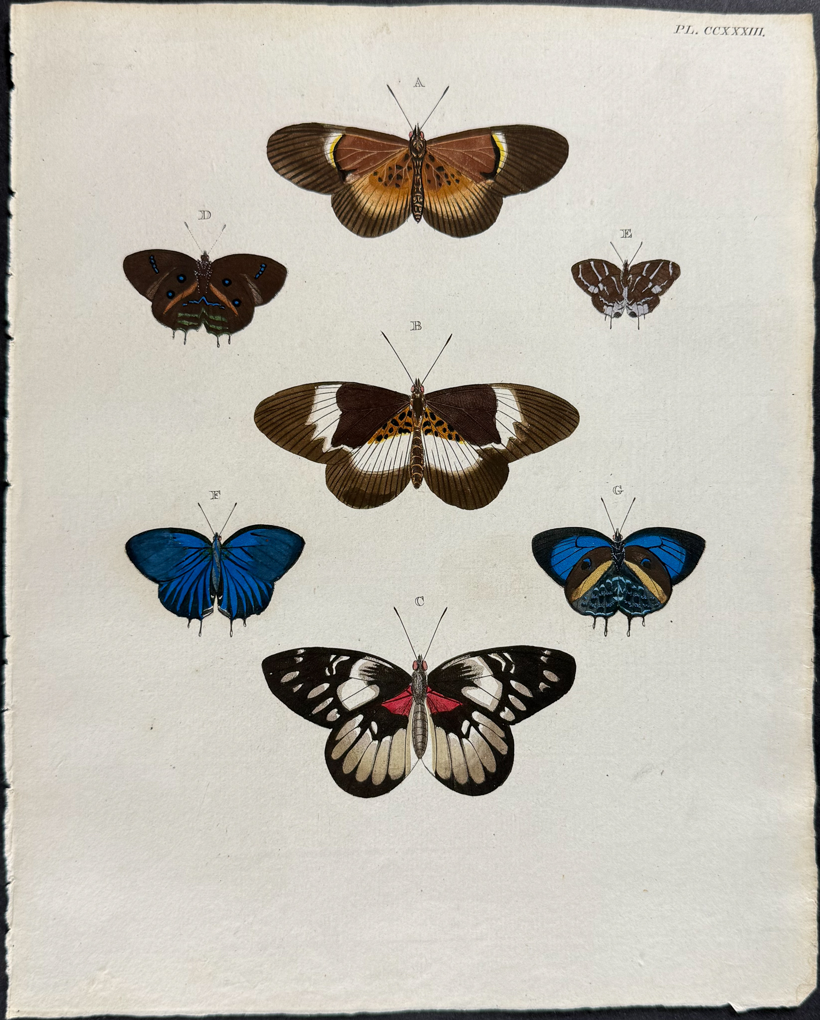 Cramer - 6 Butterfly Engravings