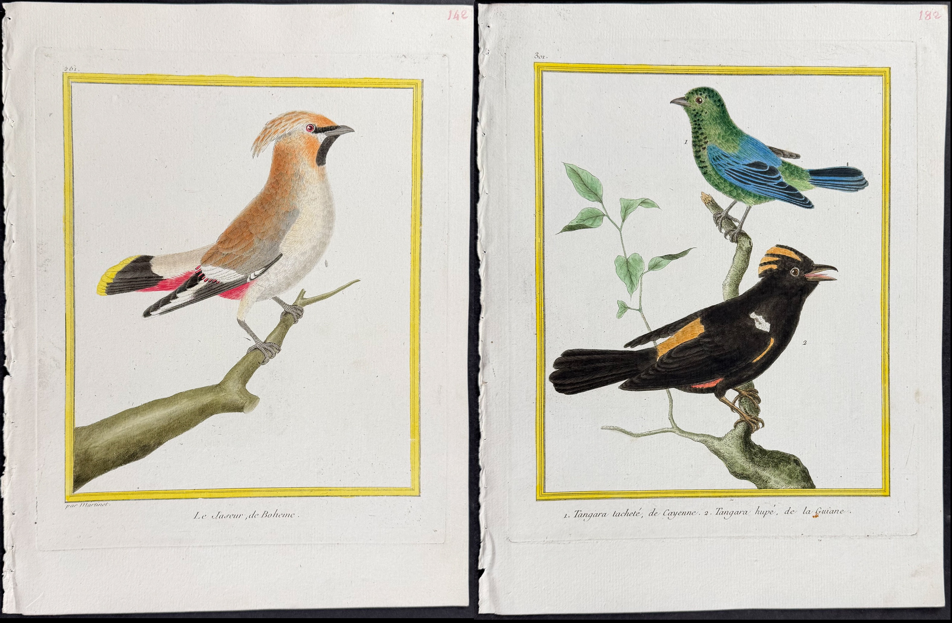 Martinet & Buffon - 4 Bird Engravings