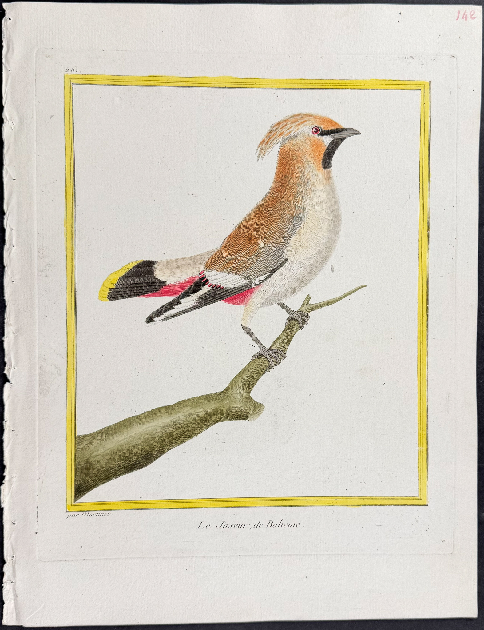 Martinet & Buffon - 4 Bird Engravings