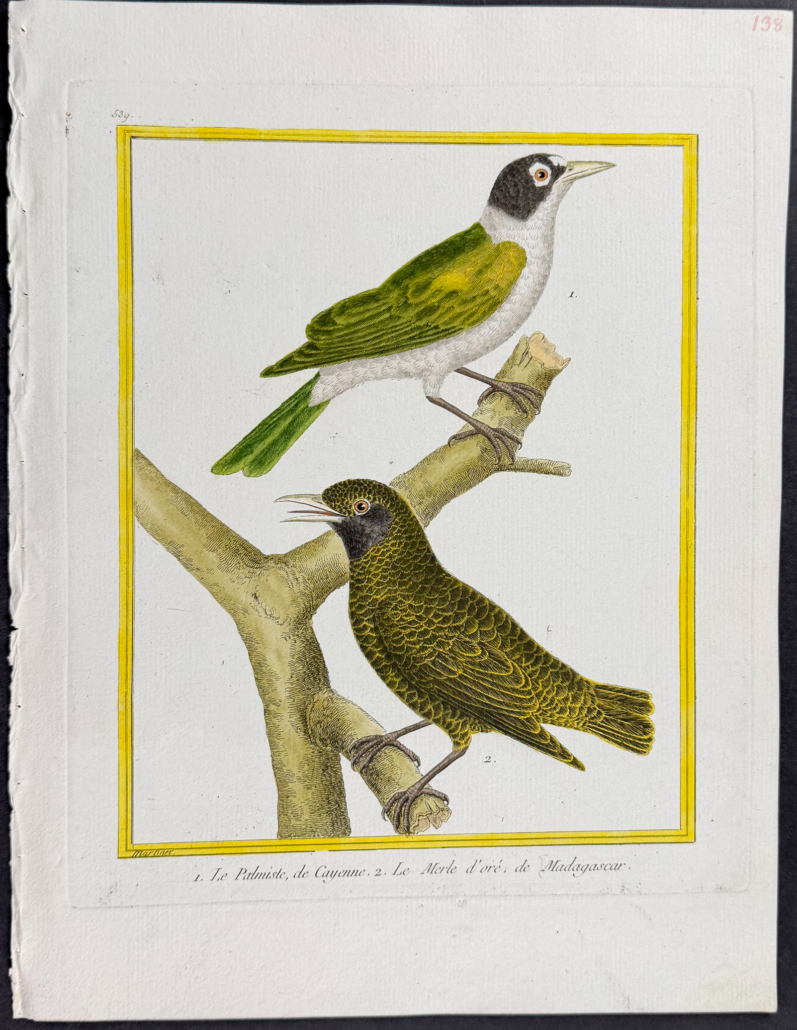 Martinet & Buffon - 4 Bird Engravings