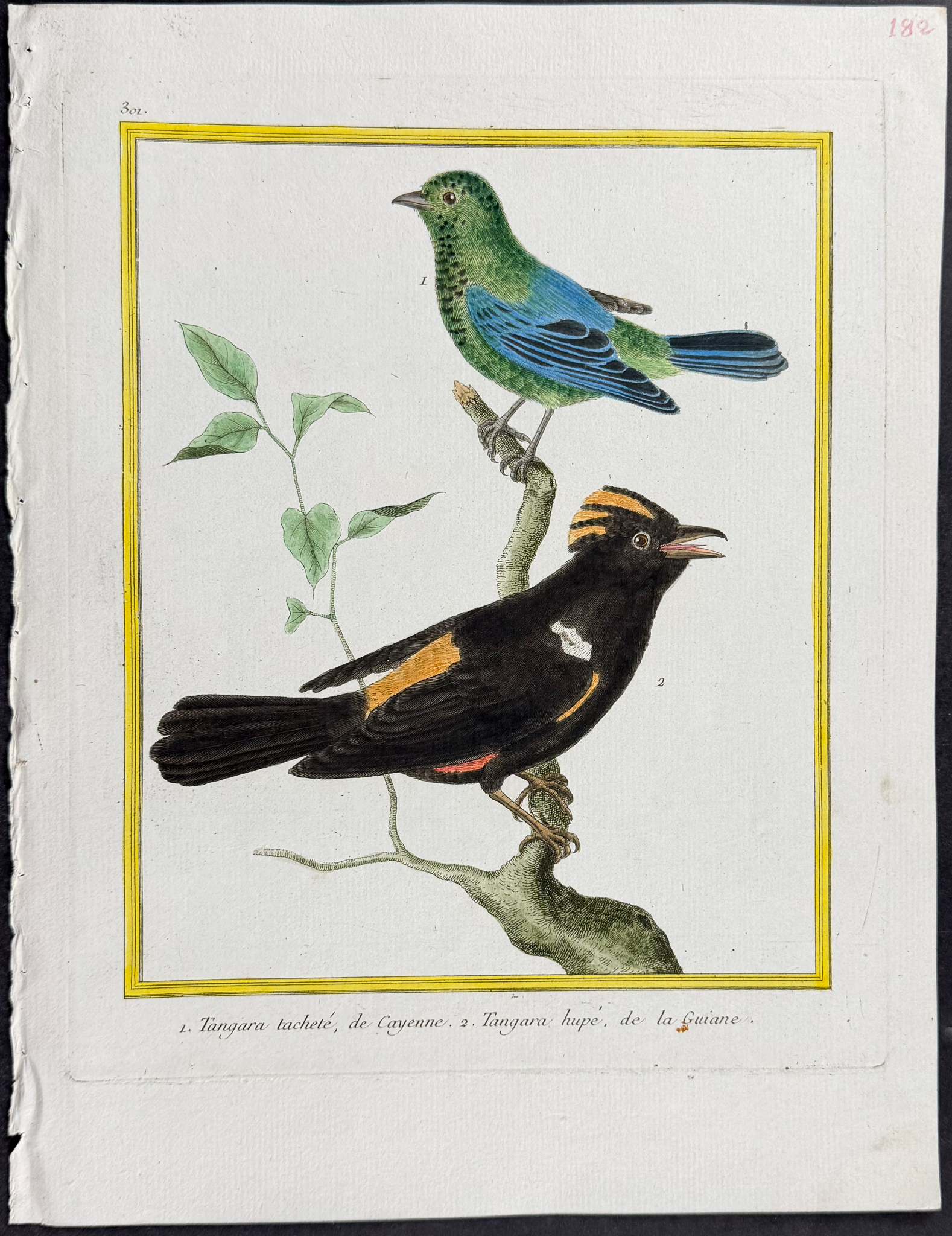 Martinet & Buffon - 4 Bird Engravings
