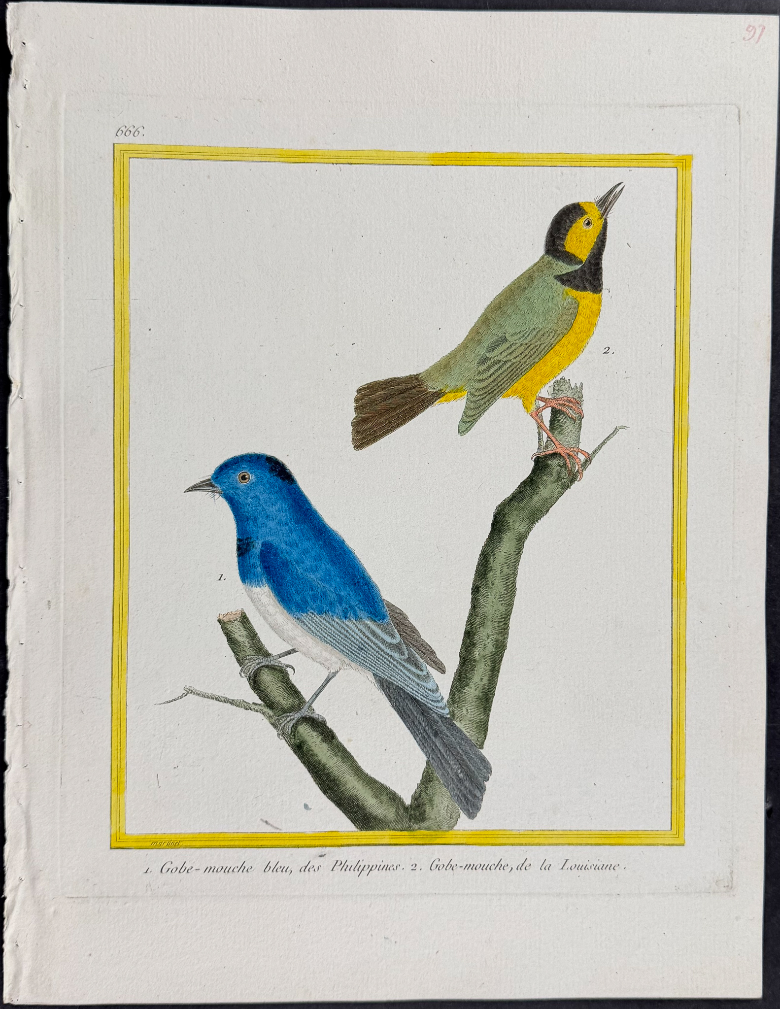Martinet & Buffon - 4 Bird Engravings