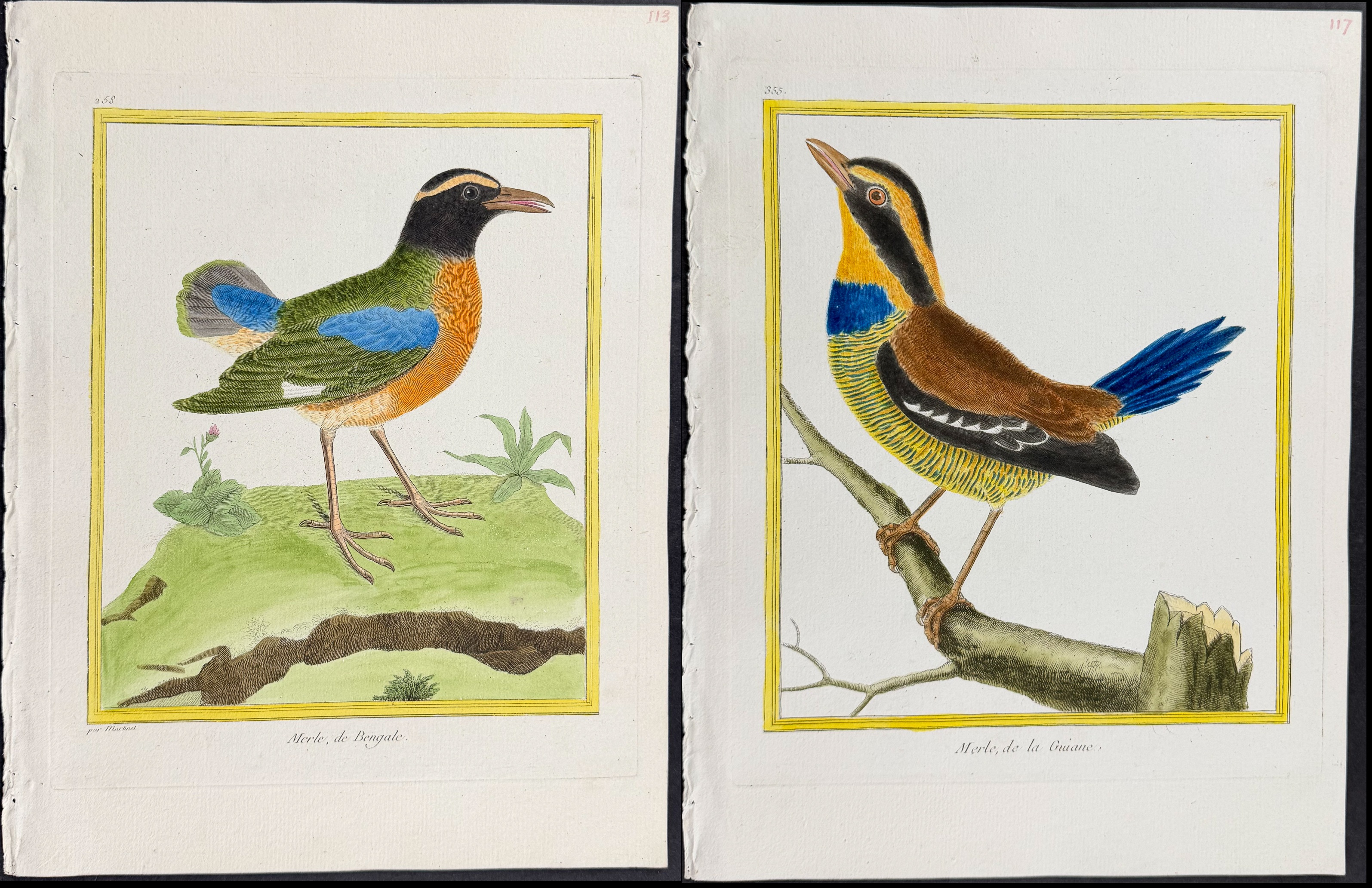 Martinet & Buffon - 5 Bird Engravings