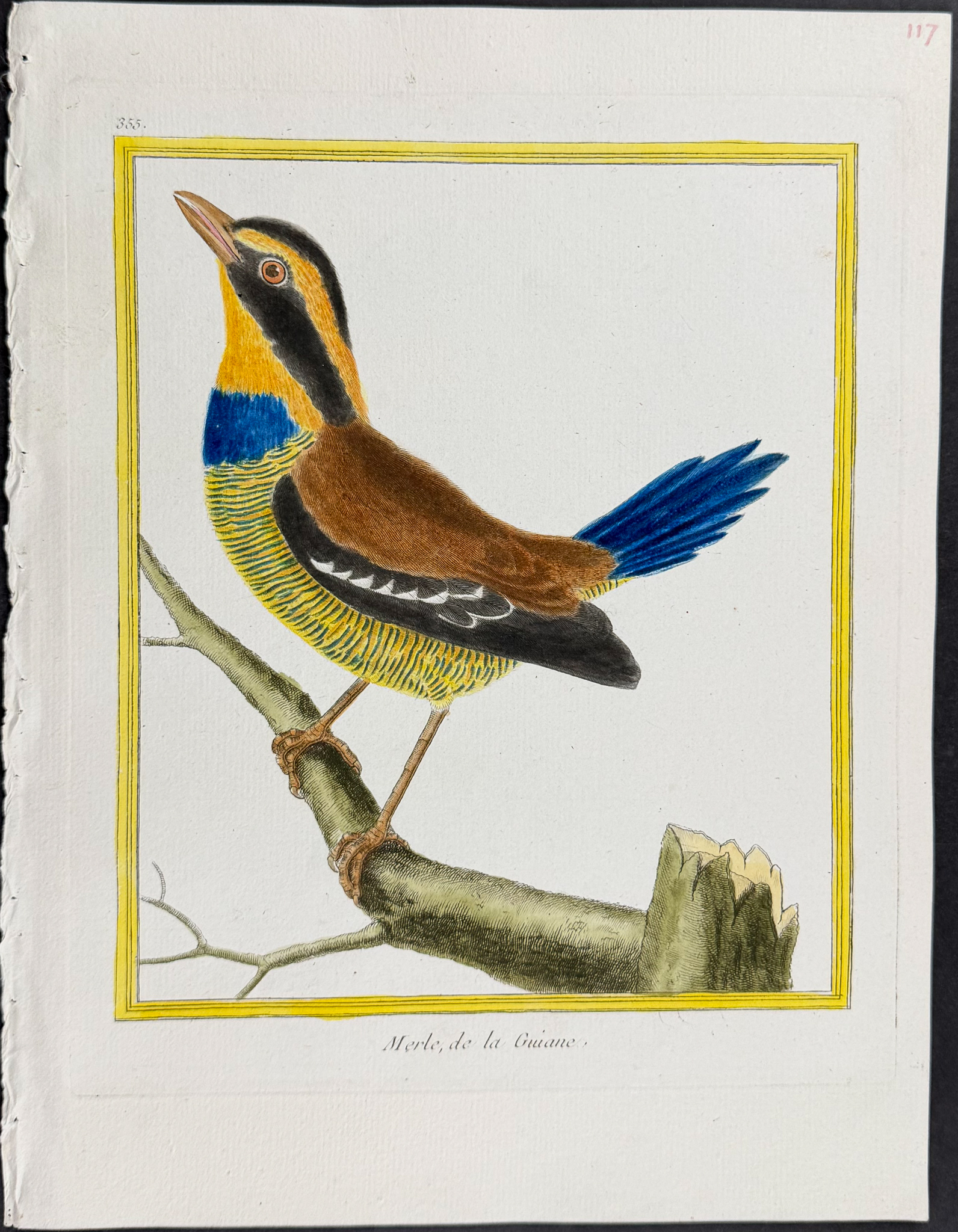 Martinet & Buffon - 5 Bird Engravings
