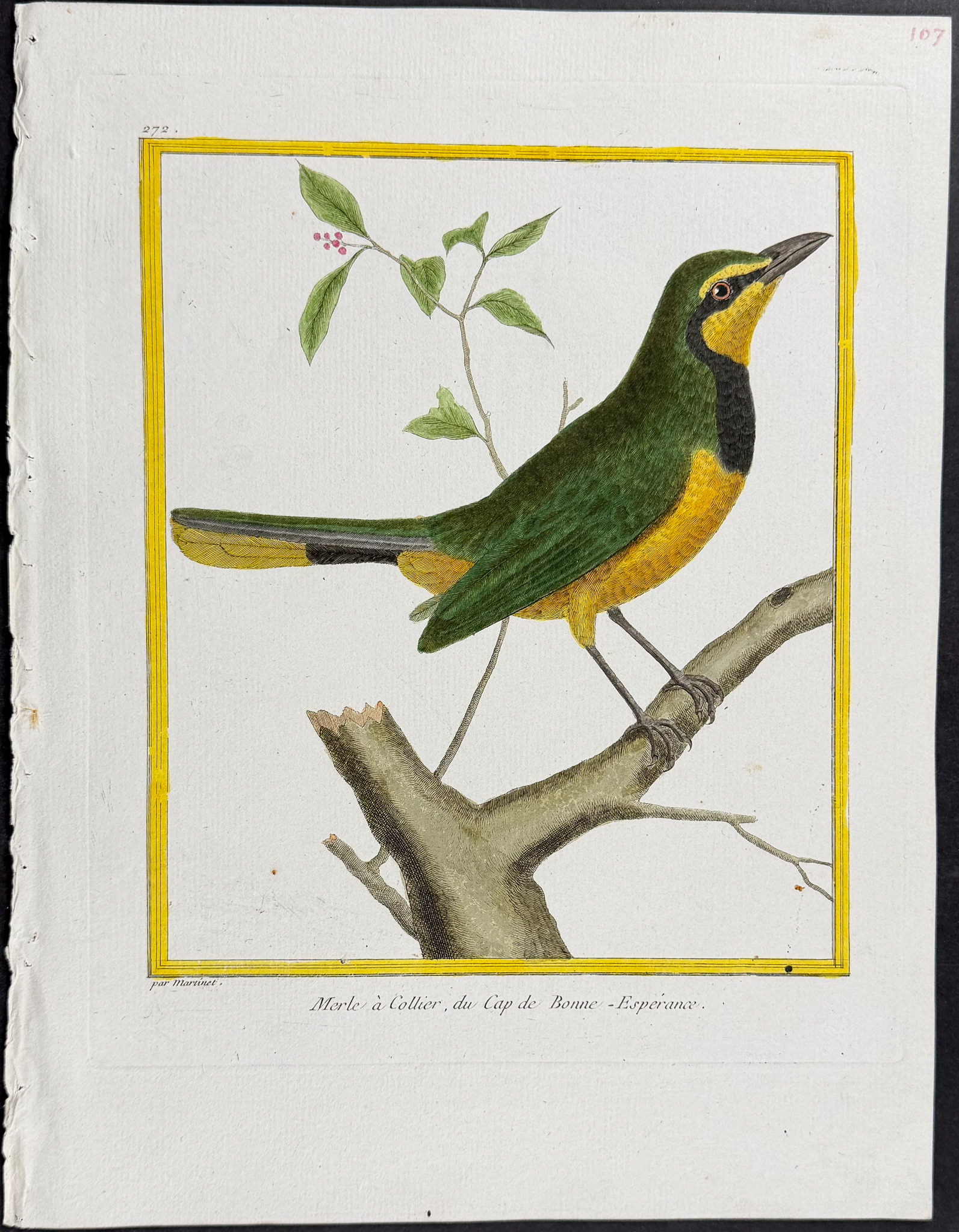 Martinet & Buffon - 5 Bird Engravings