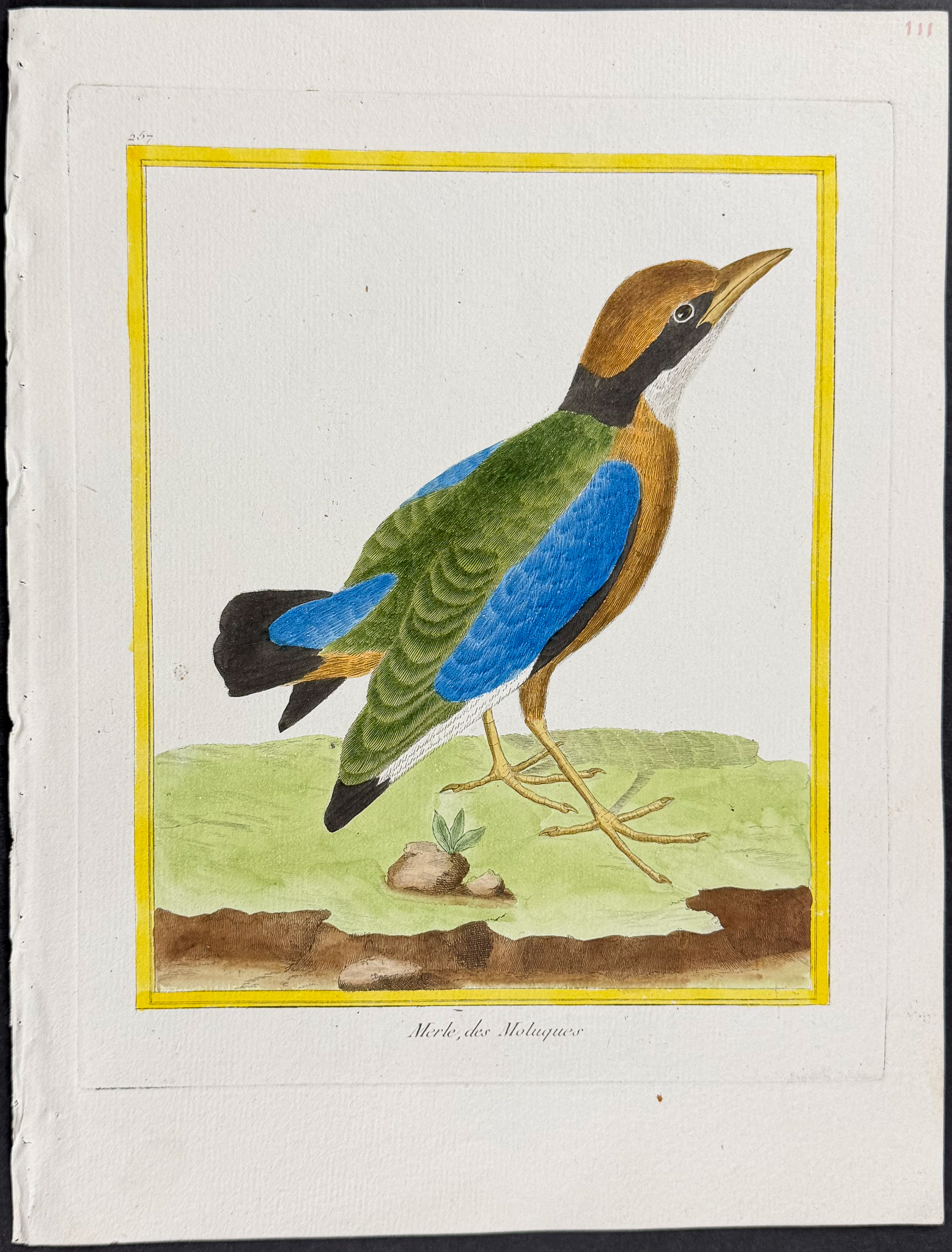 Martinet & Buffon - 5 Bird Engravings