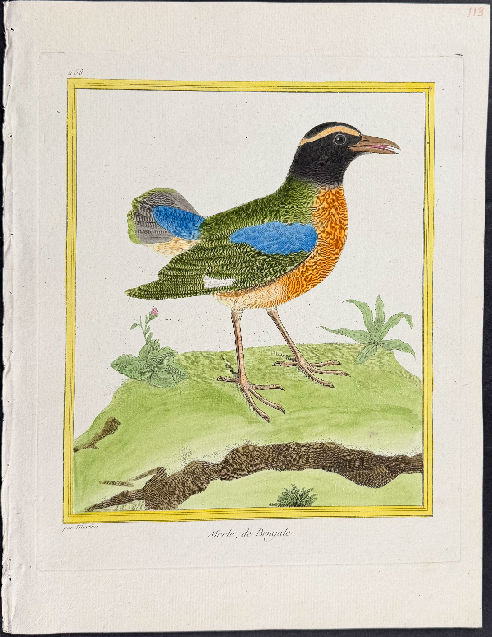 Martinet & Buffon - 5 Bird Engravings