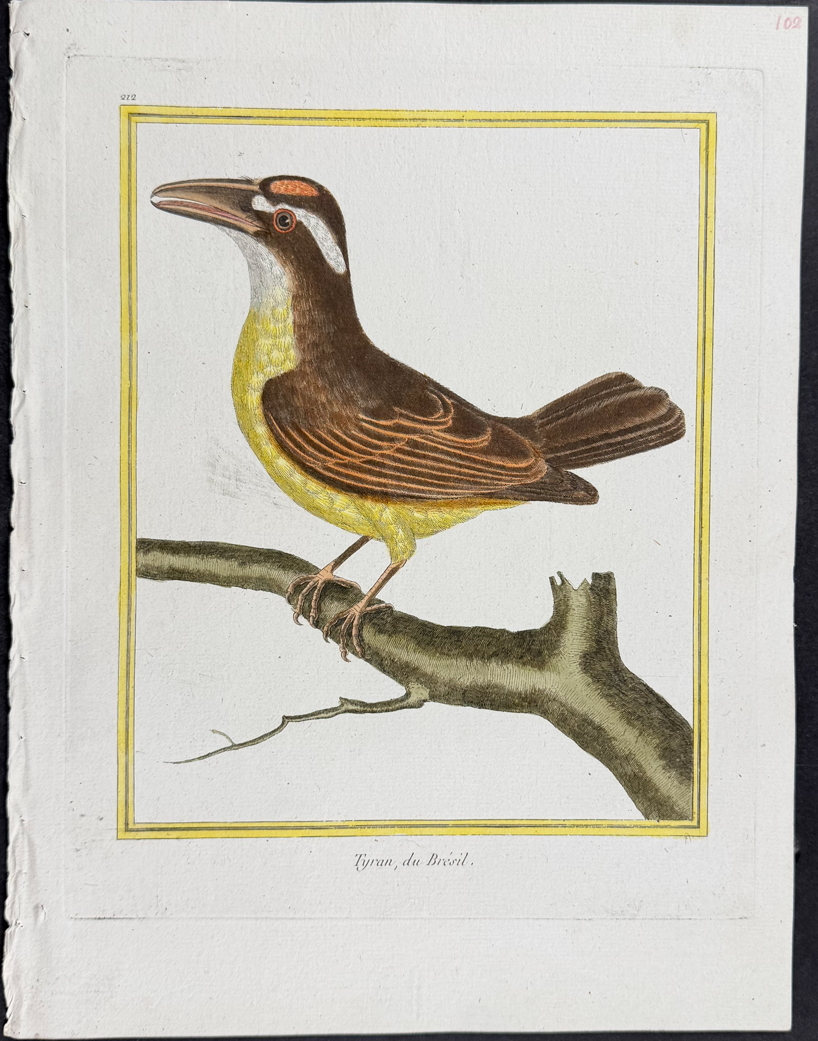 Martinet & Buffon - 5 Bird Engravings