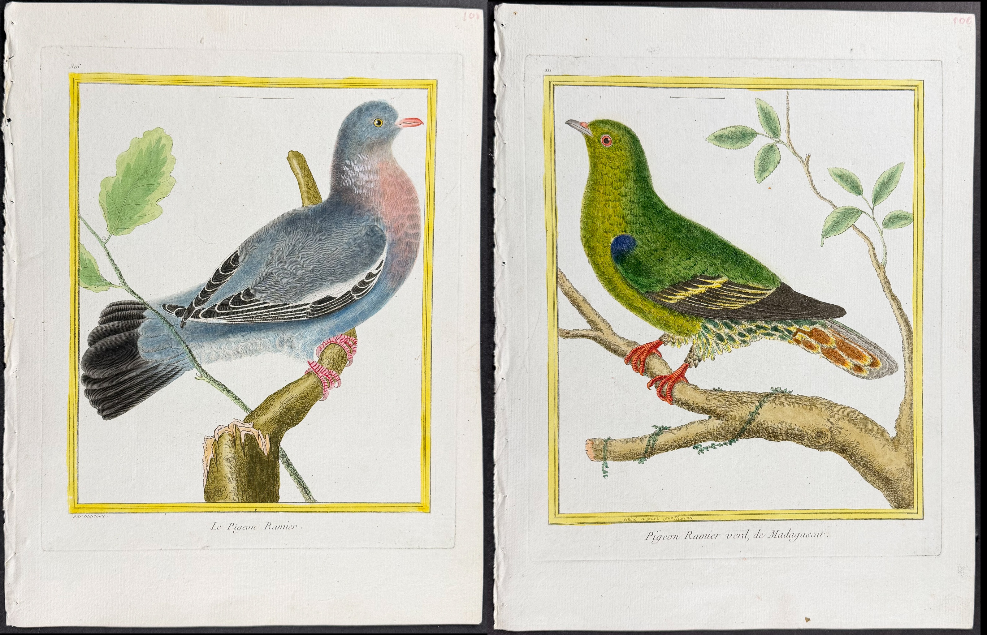 Martinet & Buffon - 6 Pigeon or Dove Engravings