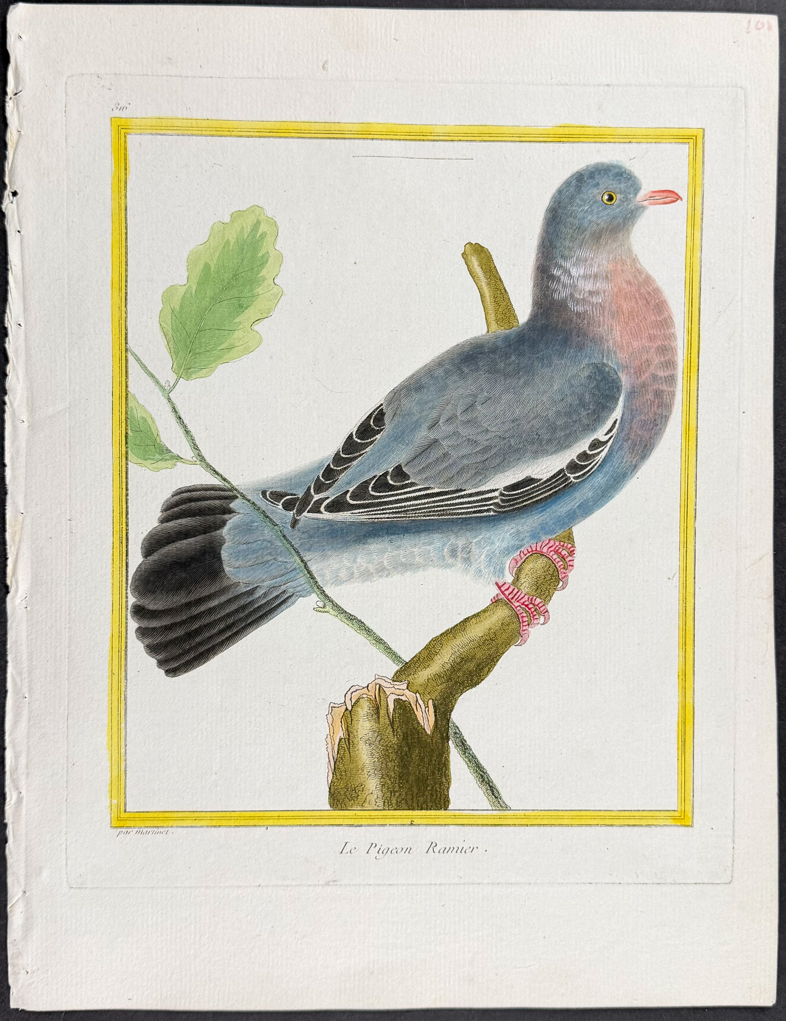 Martinet & Buffon - 6 Pigeon or Dove Engravings