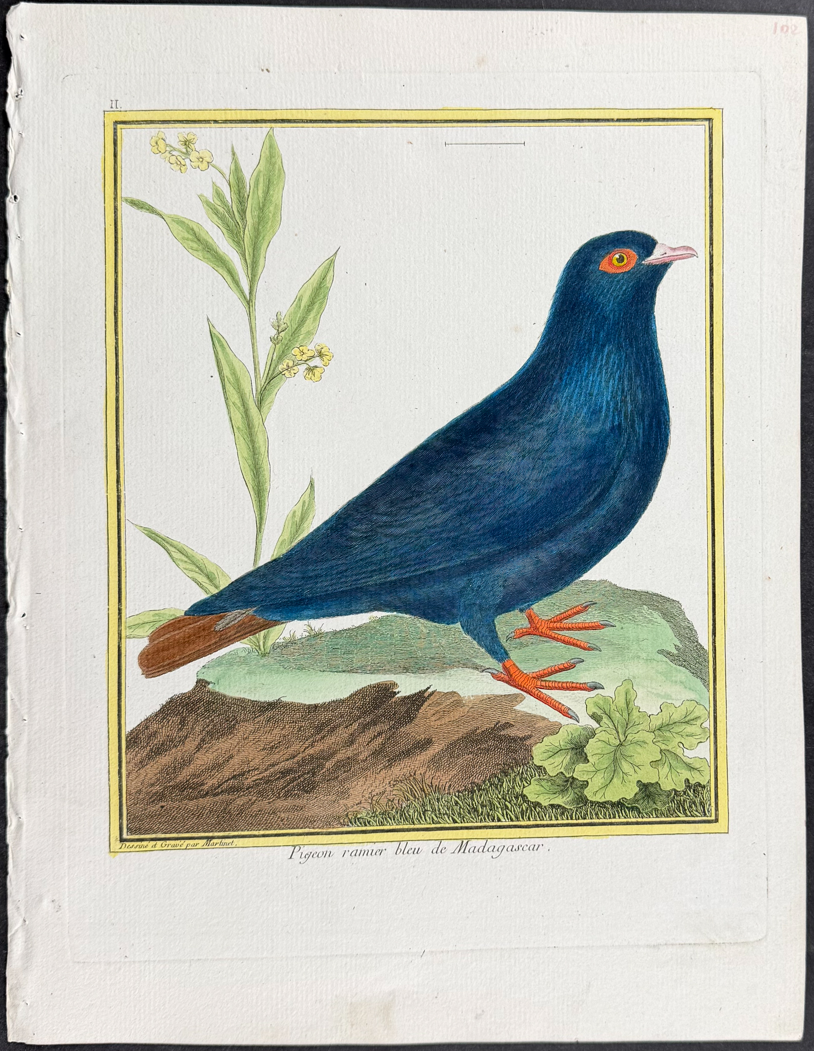 Martinet & Buffon - 6 Pigeon or Dove Engravings