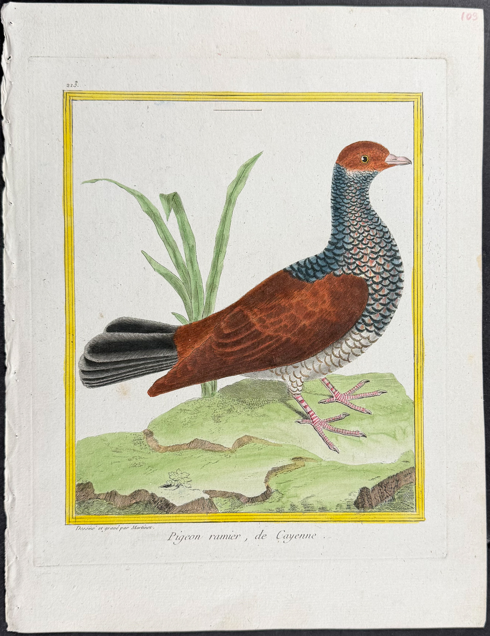 Martinet & Buffon - 6 Pigeon or Dove Engravings