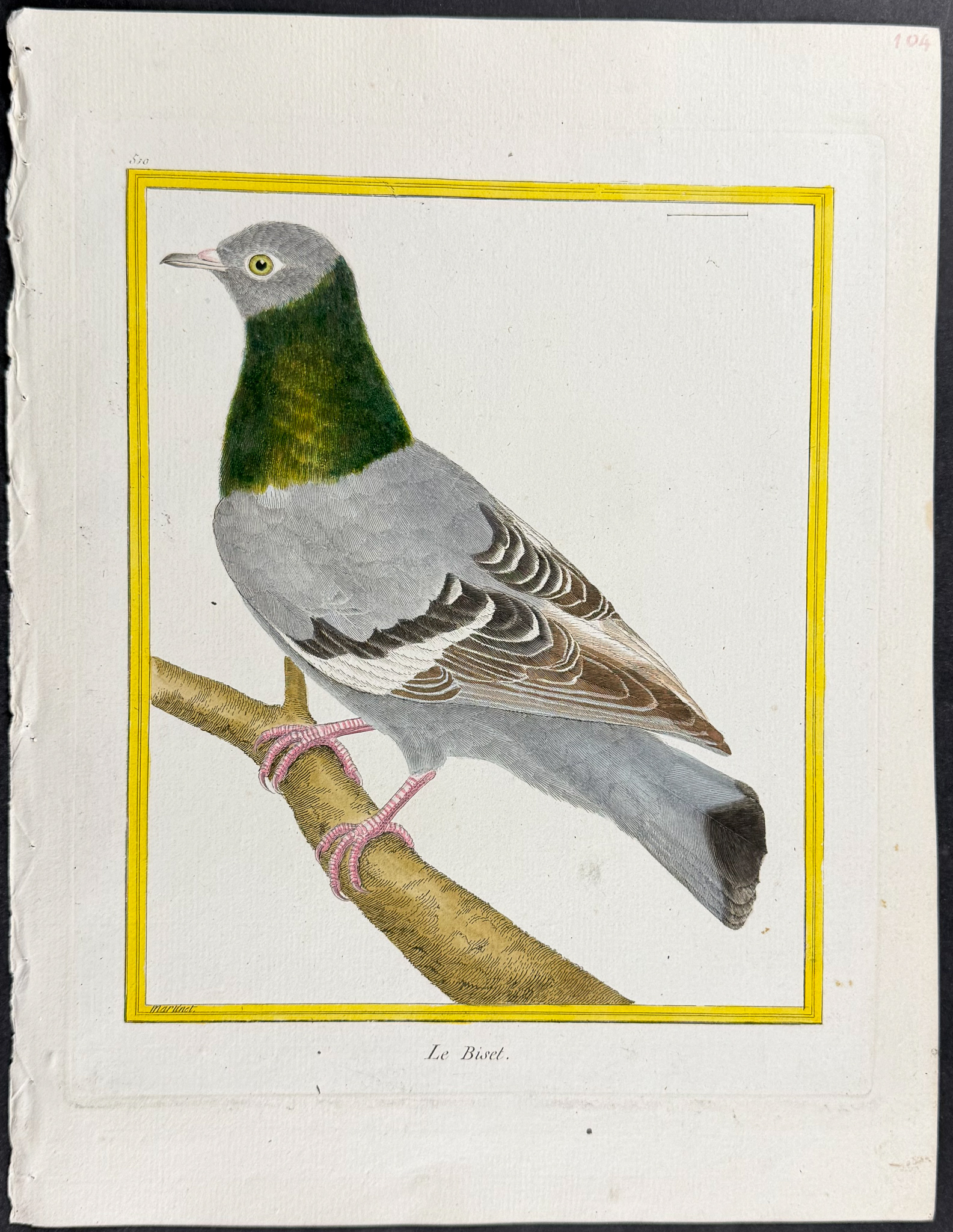 Martinet & Buffon - 6 Pigeon or Dove Engravings