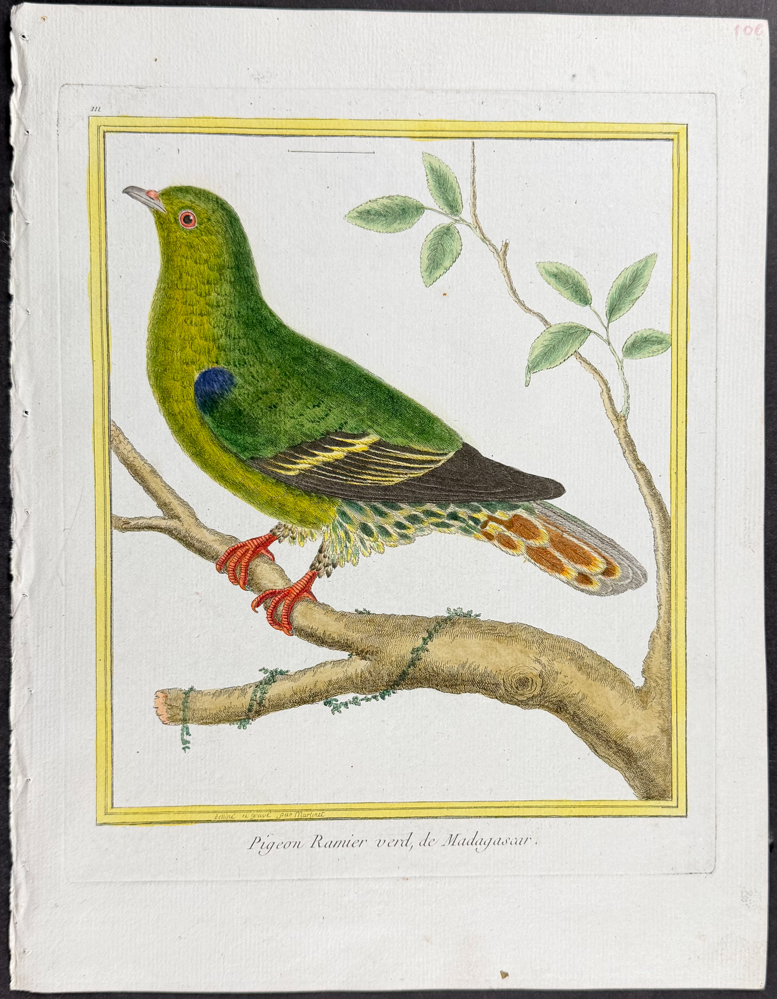Martinet & Buffon - 6 Pigeon or Dove Engravings