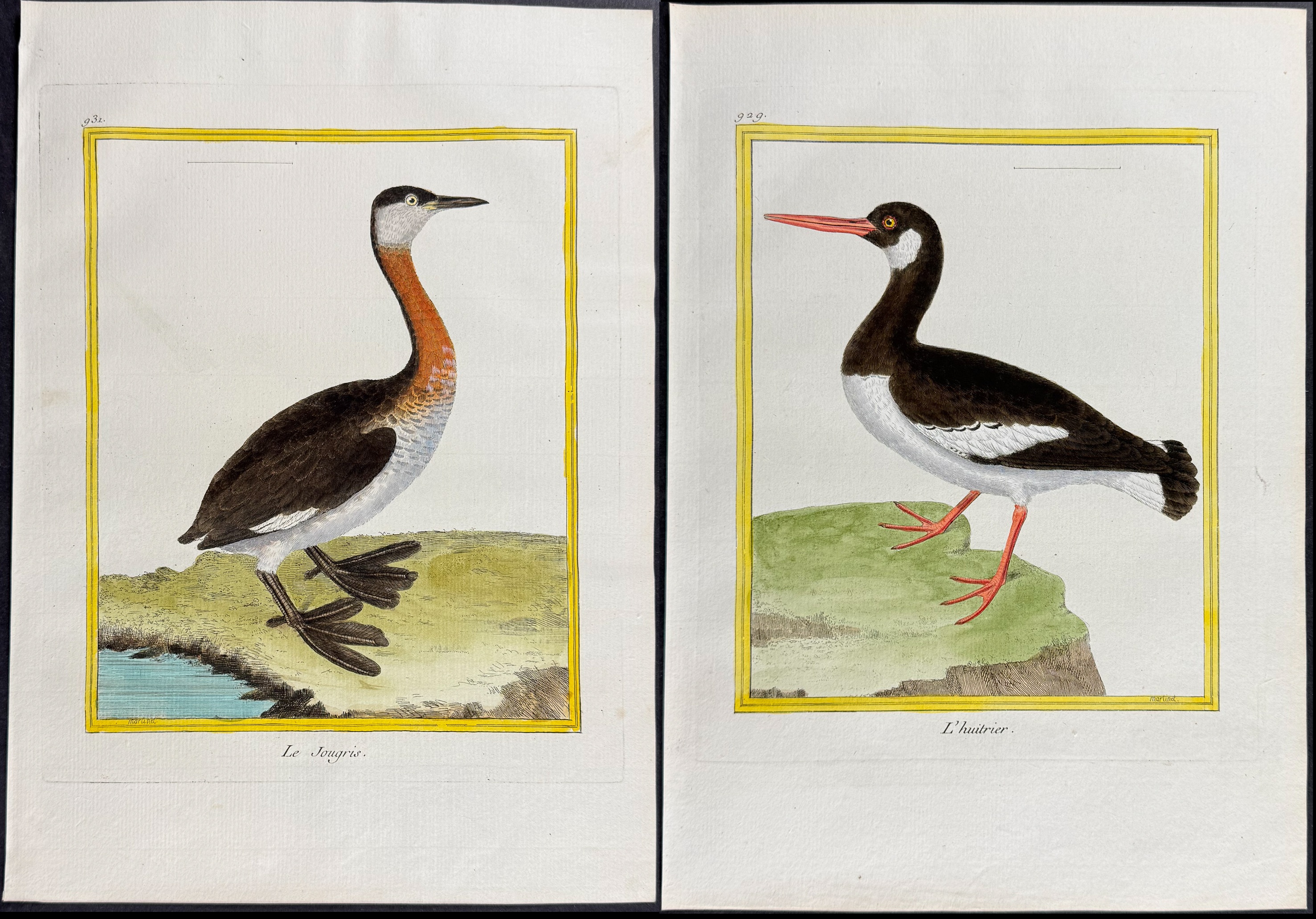 Martinet & Buffon - 6 Grebe & Oystercatcher Engravings