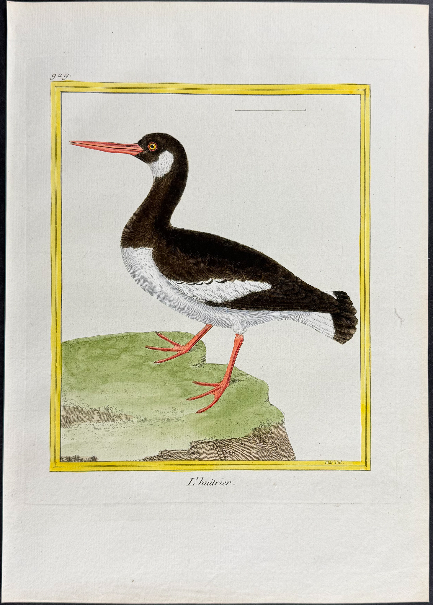 Martinet & Buffon - 6 Grebe & Oystercatcher Engravings