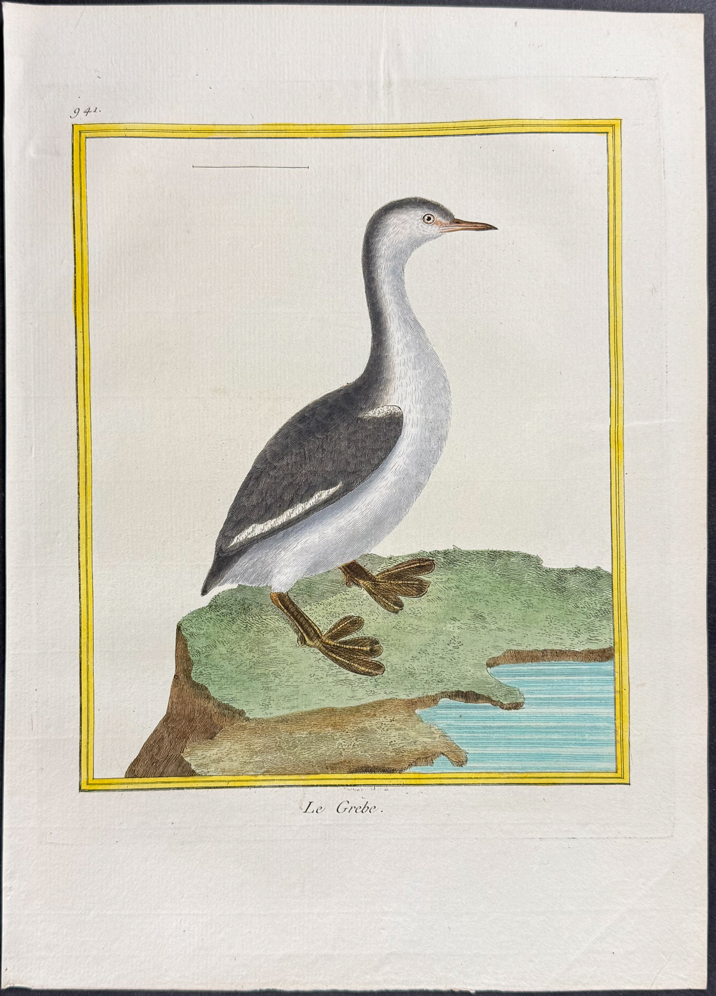 Martinet & Buffon - 6 Grebe & Oystercatcher Engravings