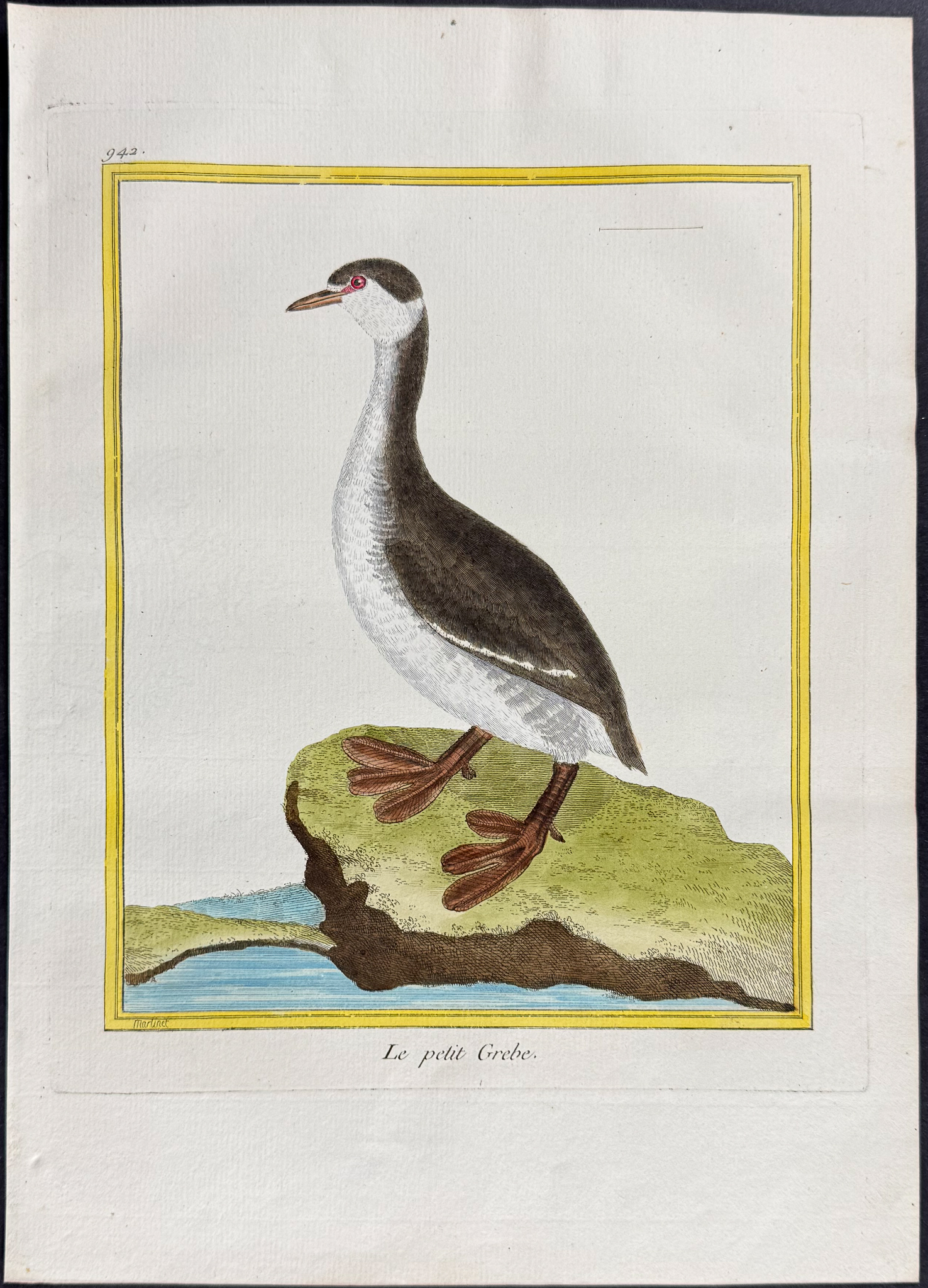 Martinet & Buffon - 6 Grebe & Oystercatcher Engravings