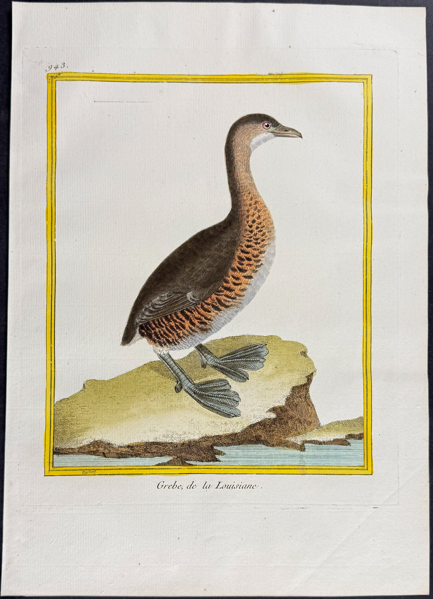 Martinet & Buffon - 6 Grebe & Oystercatcher Engravings