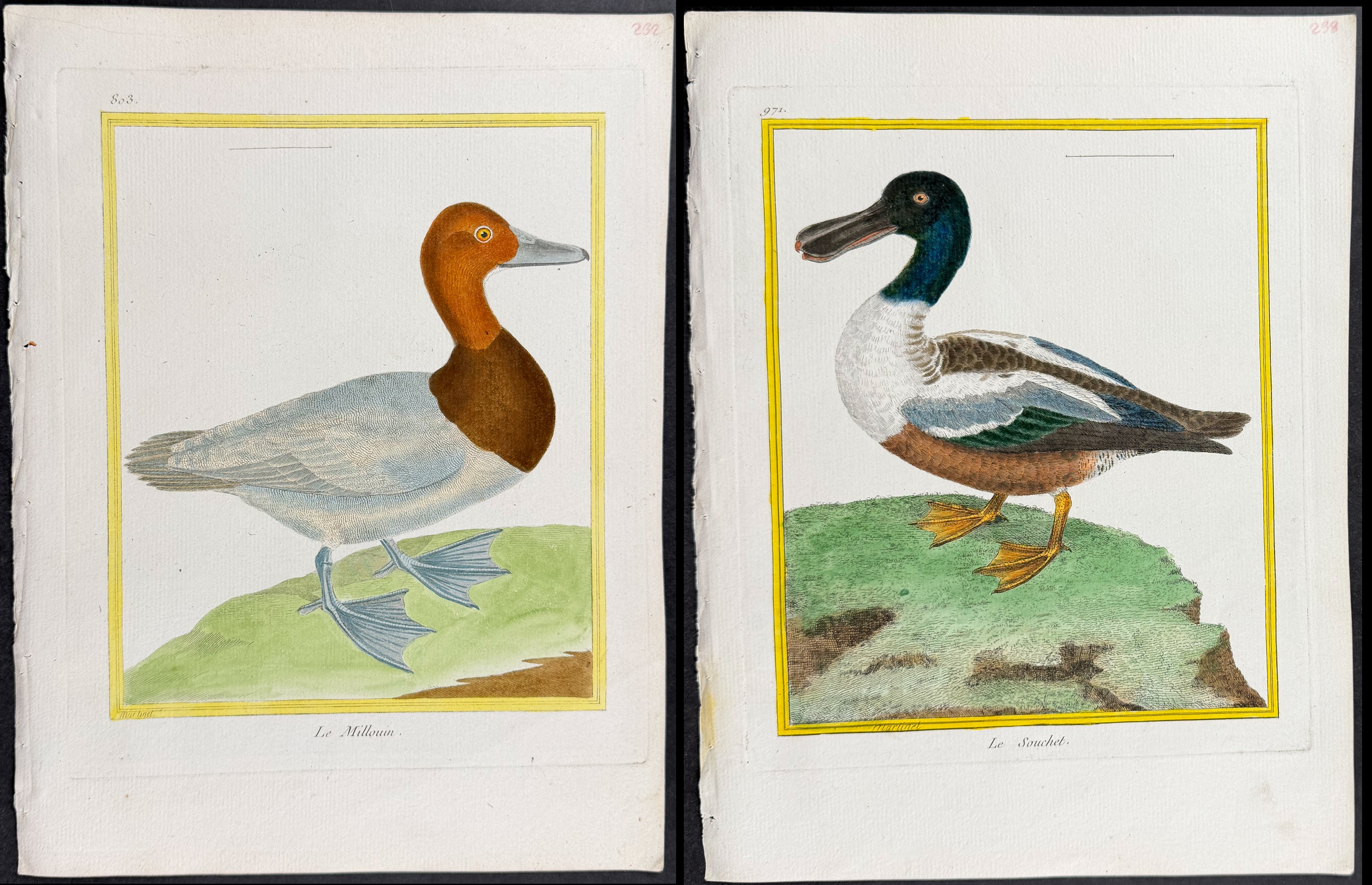 Martinet & Buffon - 4 Duck Engravings