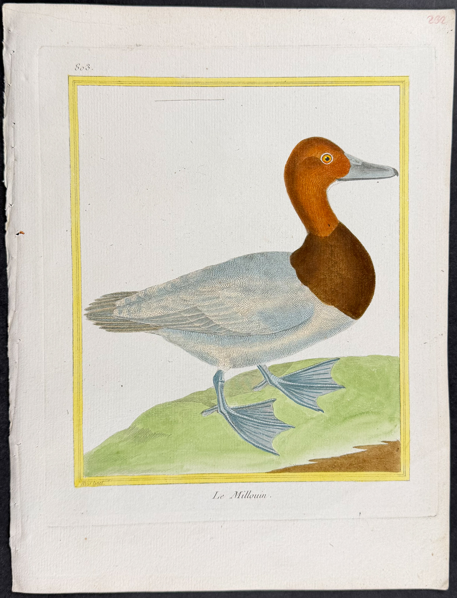 Martinet & Buffon - 4 Duck Engravings