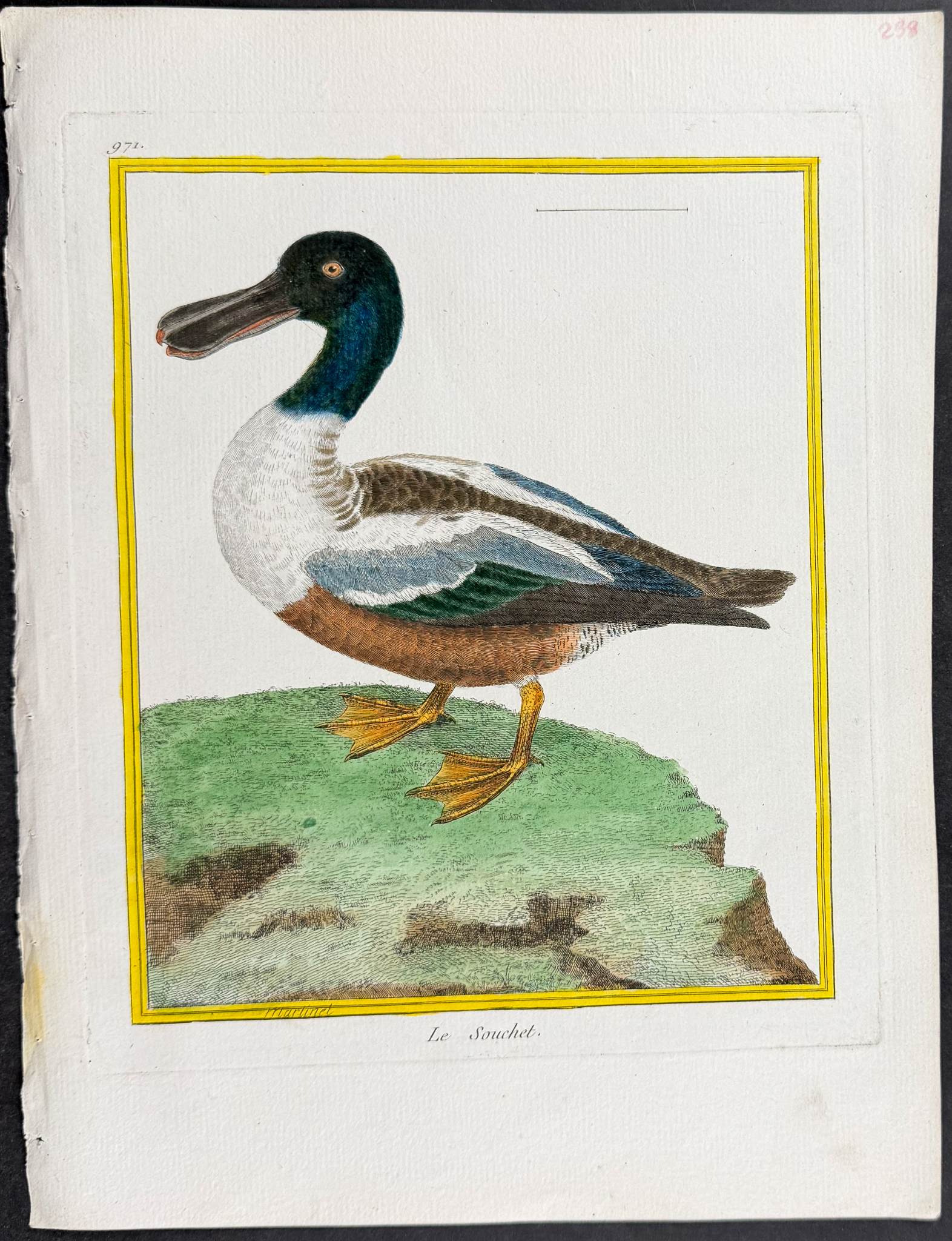 Martinet & Buffon - 4 Duck Engravings