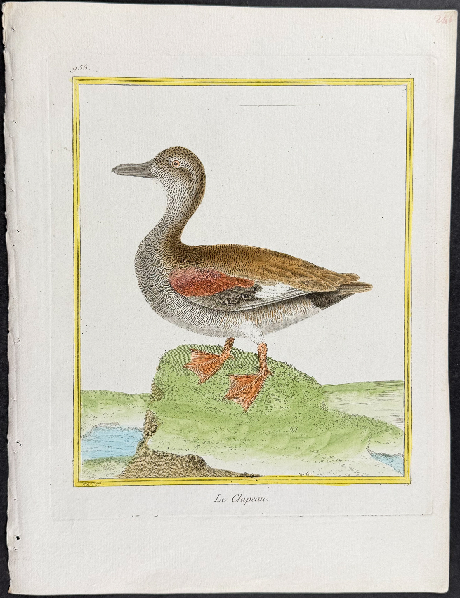 Martinet & Buffon - 4 Duck Engravings