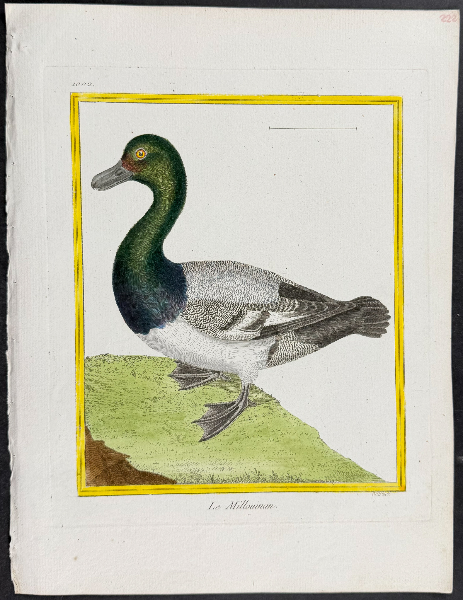 Martinet & Buffon - 4 Duck Engravings
