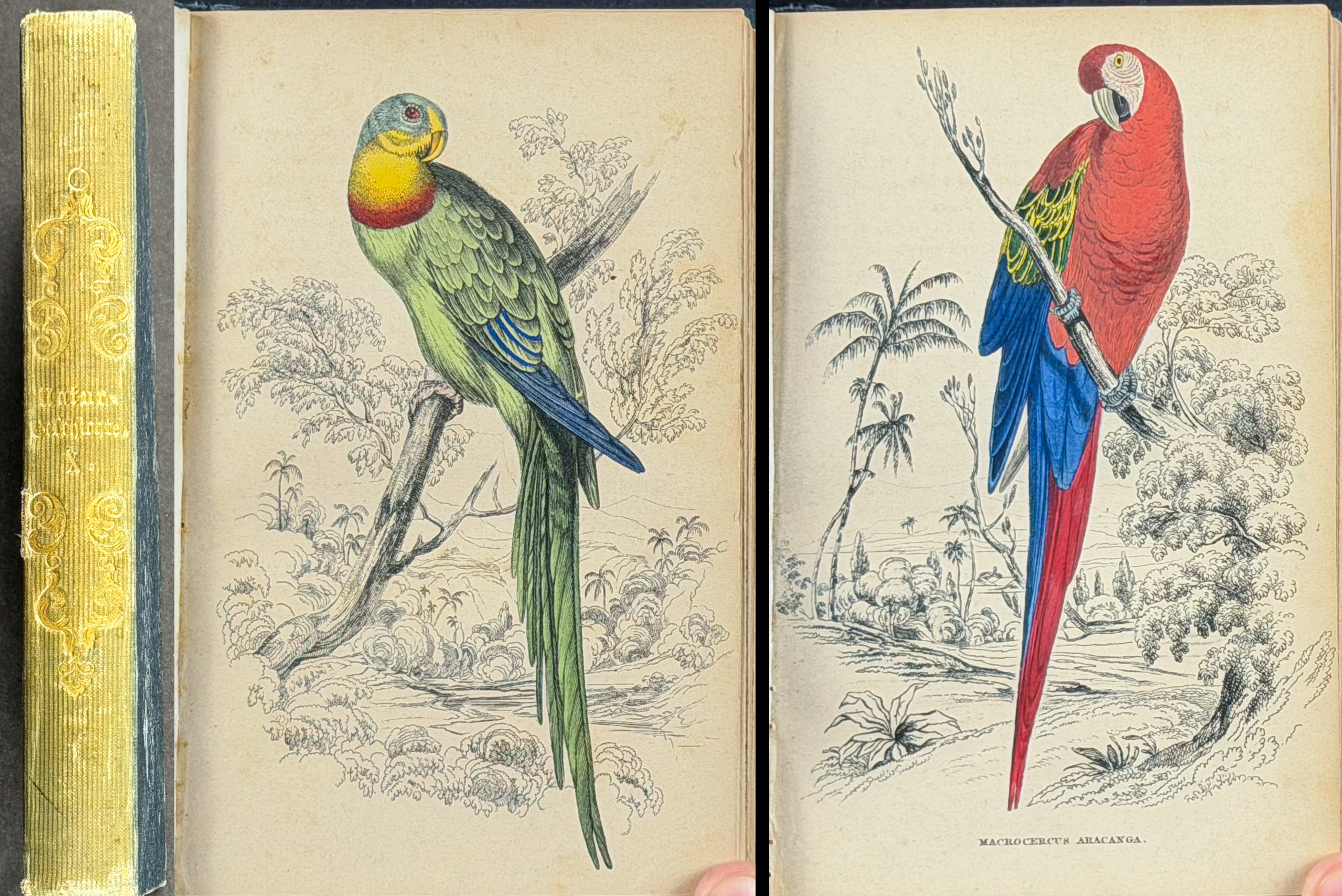 Jardine & Selby's Parrots - Volume with 30 Originally Hand-colored Engravings