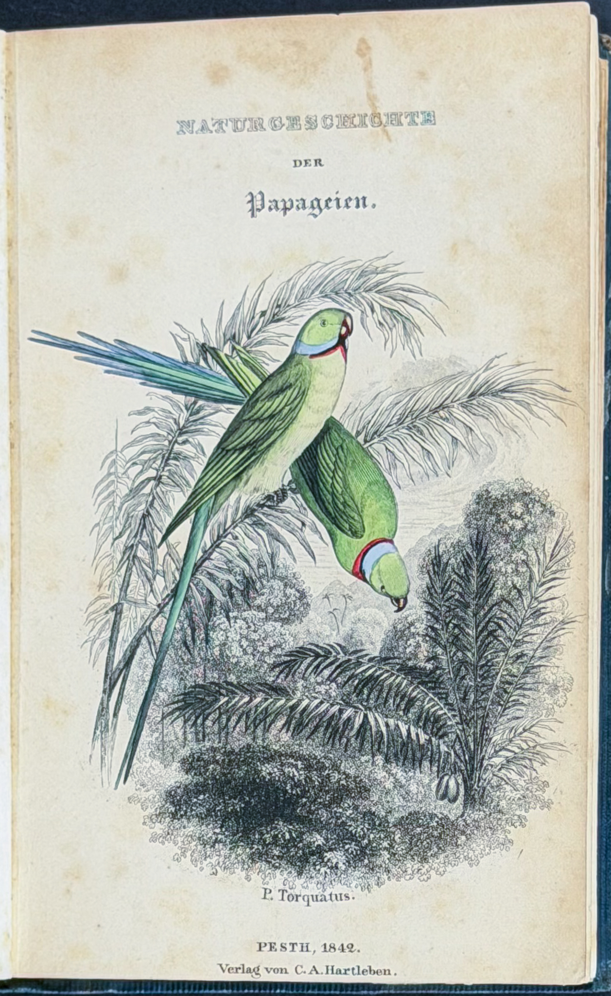 Jardine & Selby's Parrots - Volume with 30 Originally Hand-colored Engravings