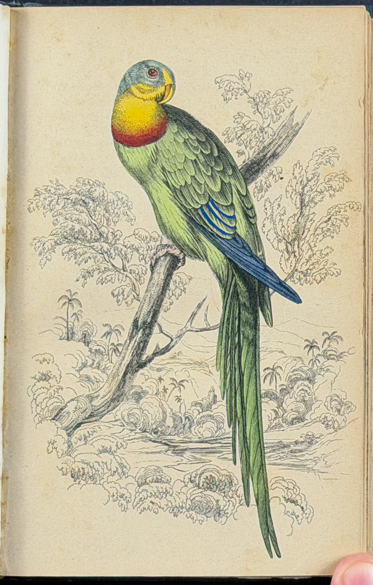 Jardine & Selby's Parrots - Volume with 30 Originally Hand-colored Engravings