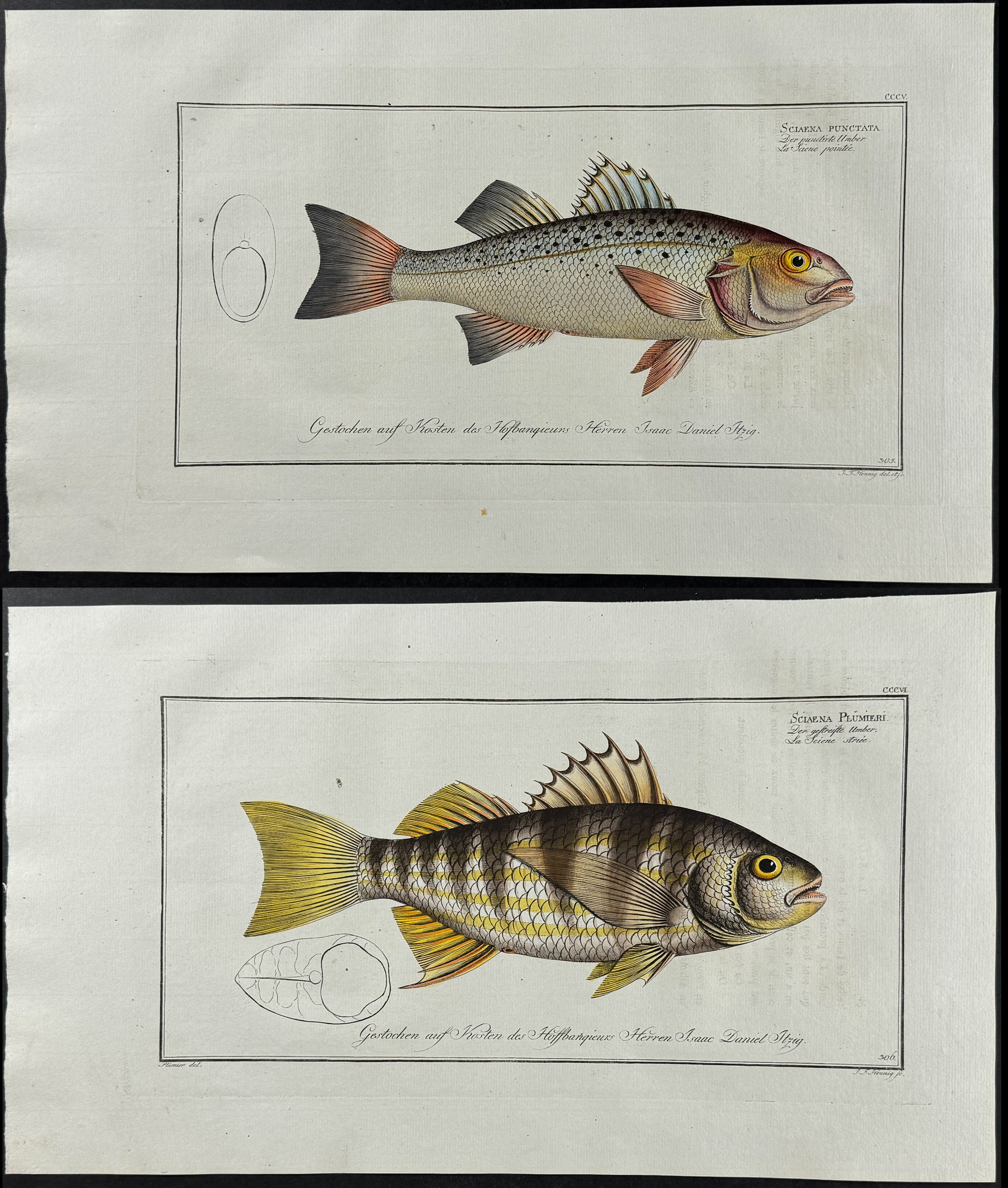 Bloch, Folio - 4 Umber Fish Engravings