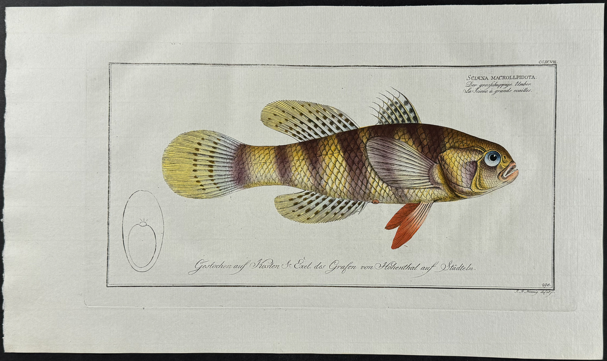Bloch, Folio - 4 Umber Fish Engravings