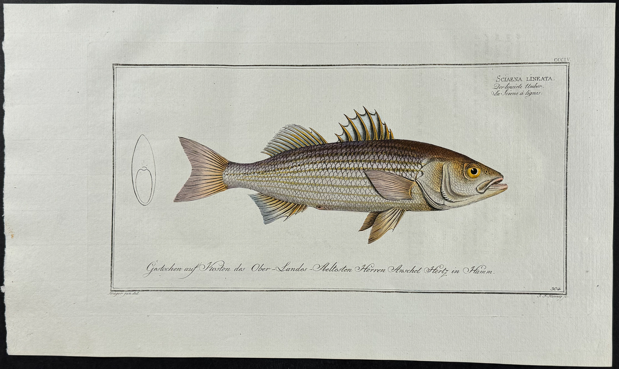 Bloch, Folio - 4 Umber Fish Engravings