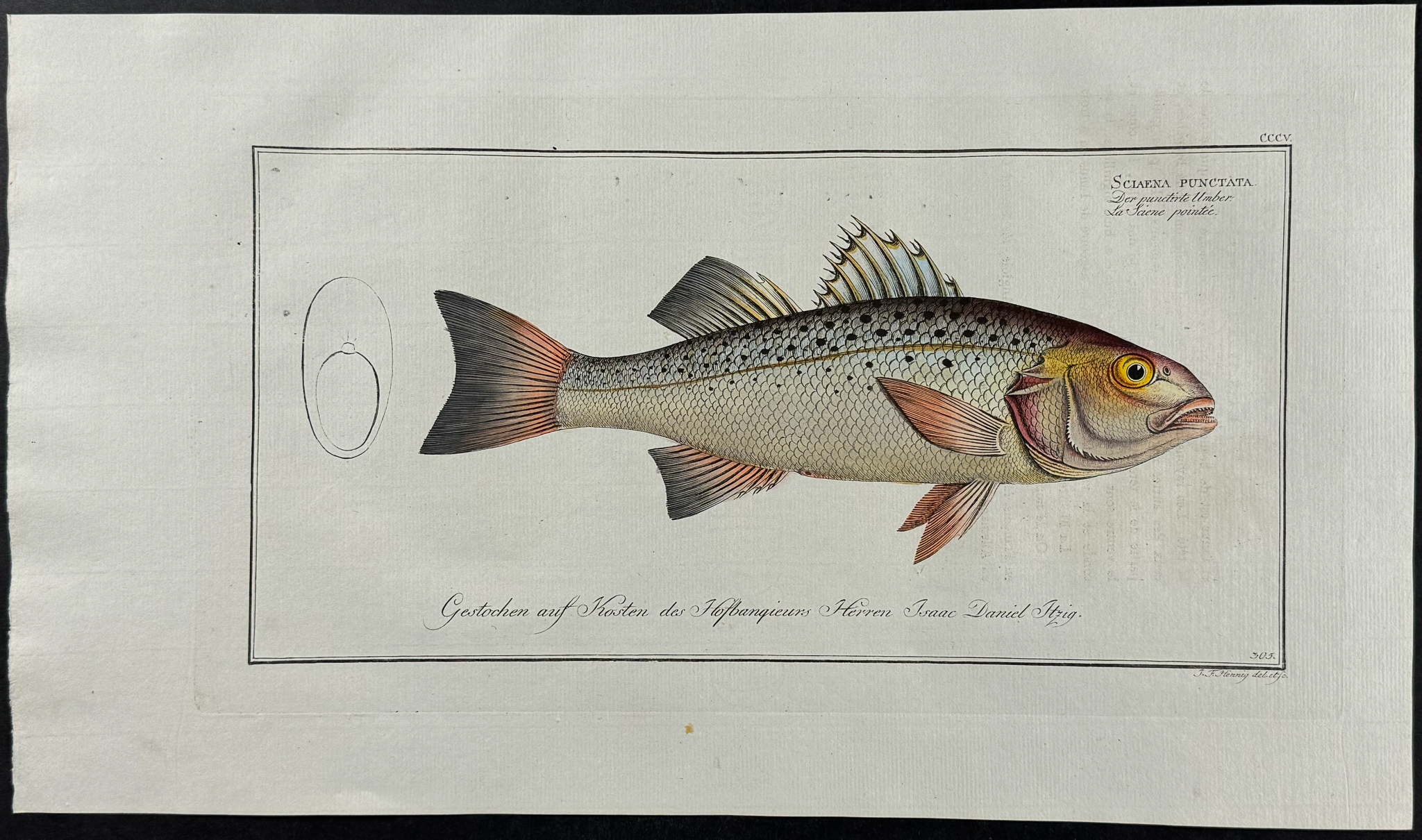 Bloch, Folio - 4 Umber Fish Engravings