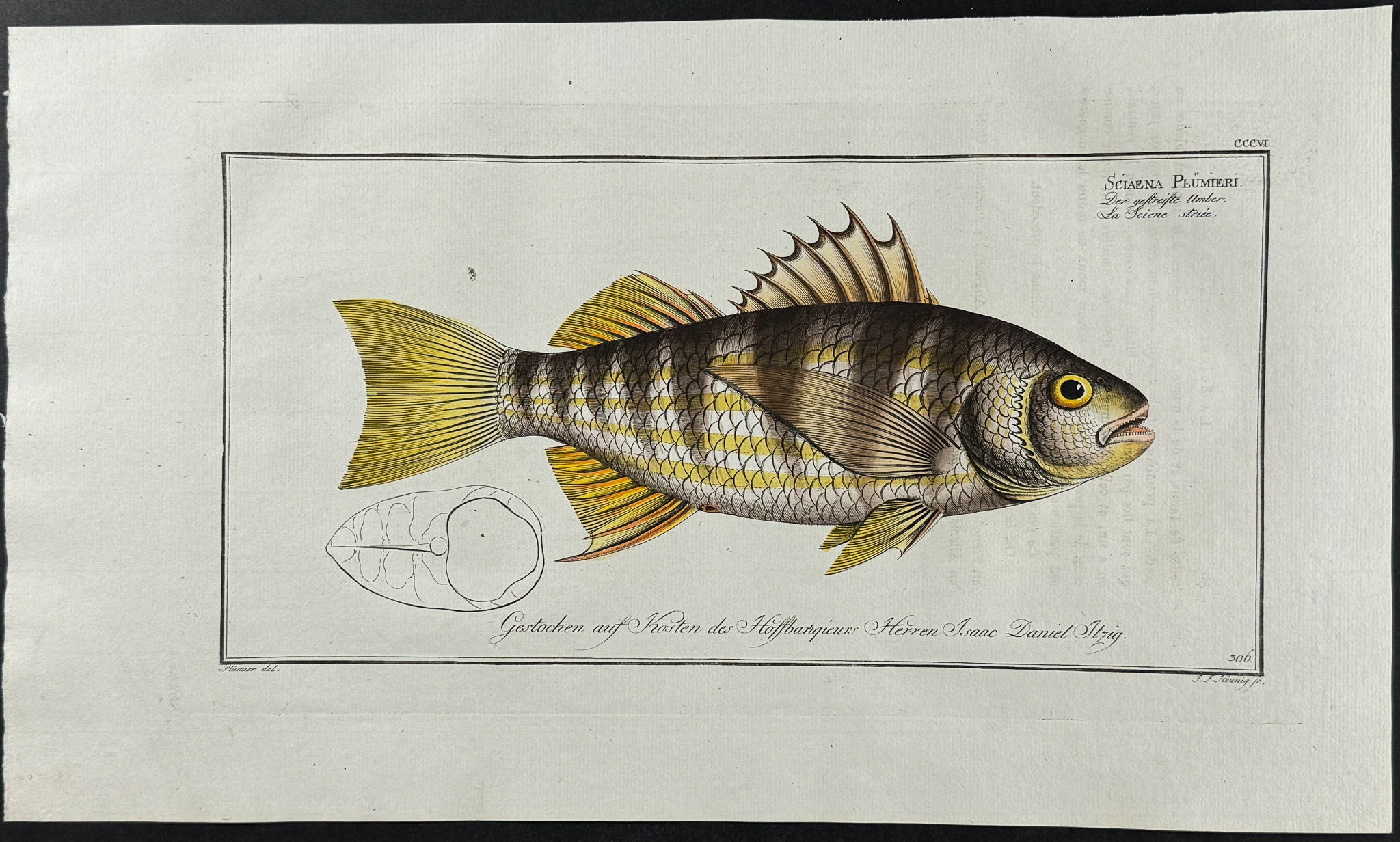 Bloch, Folio - 4 Umber Fish Engravings