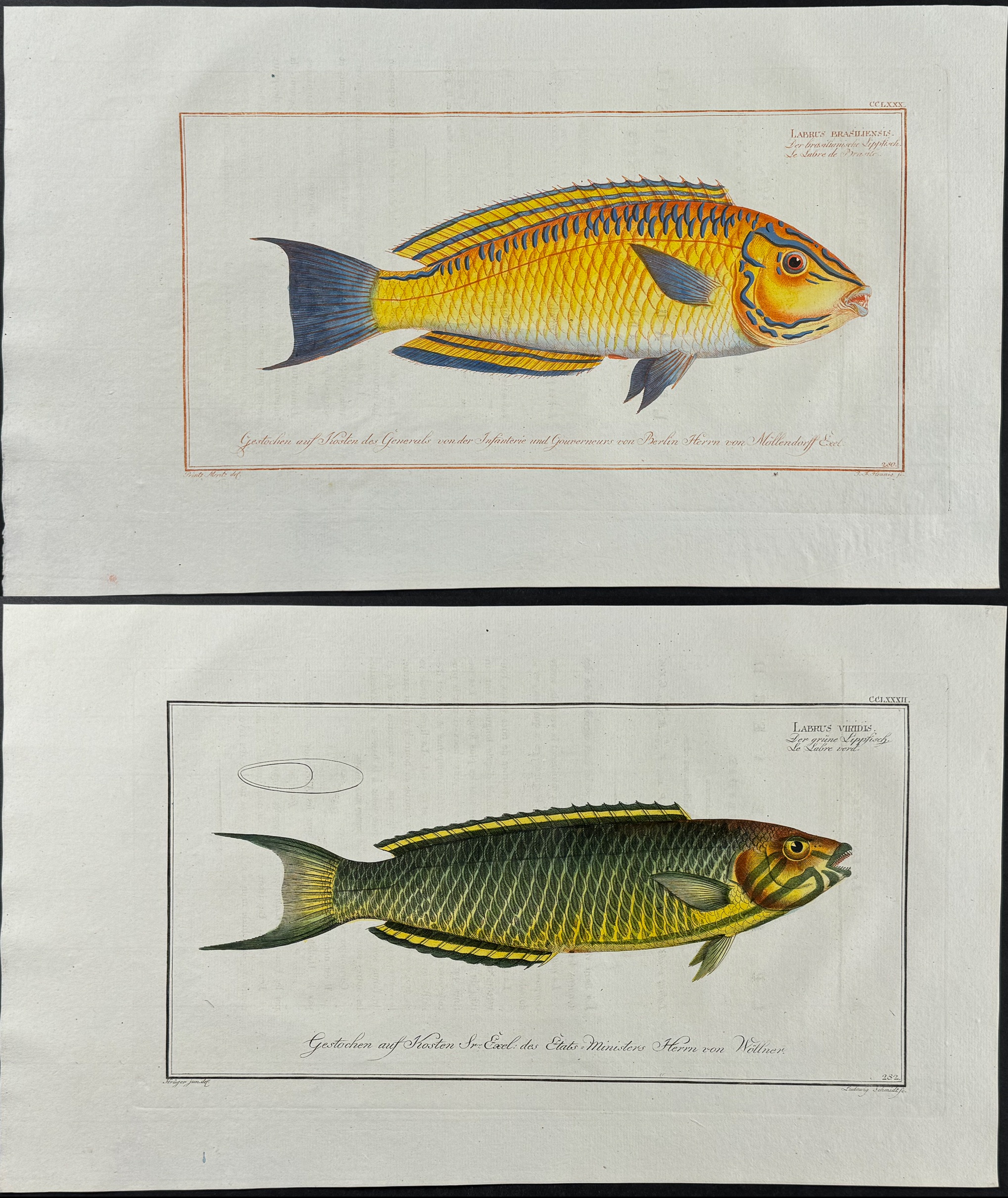 Bloch, Folio - Pair of Wrasse Fish Engravings