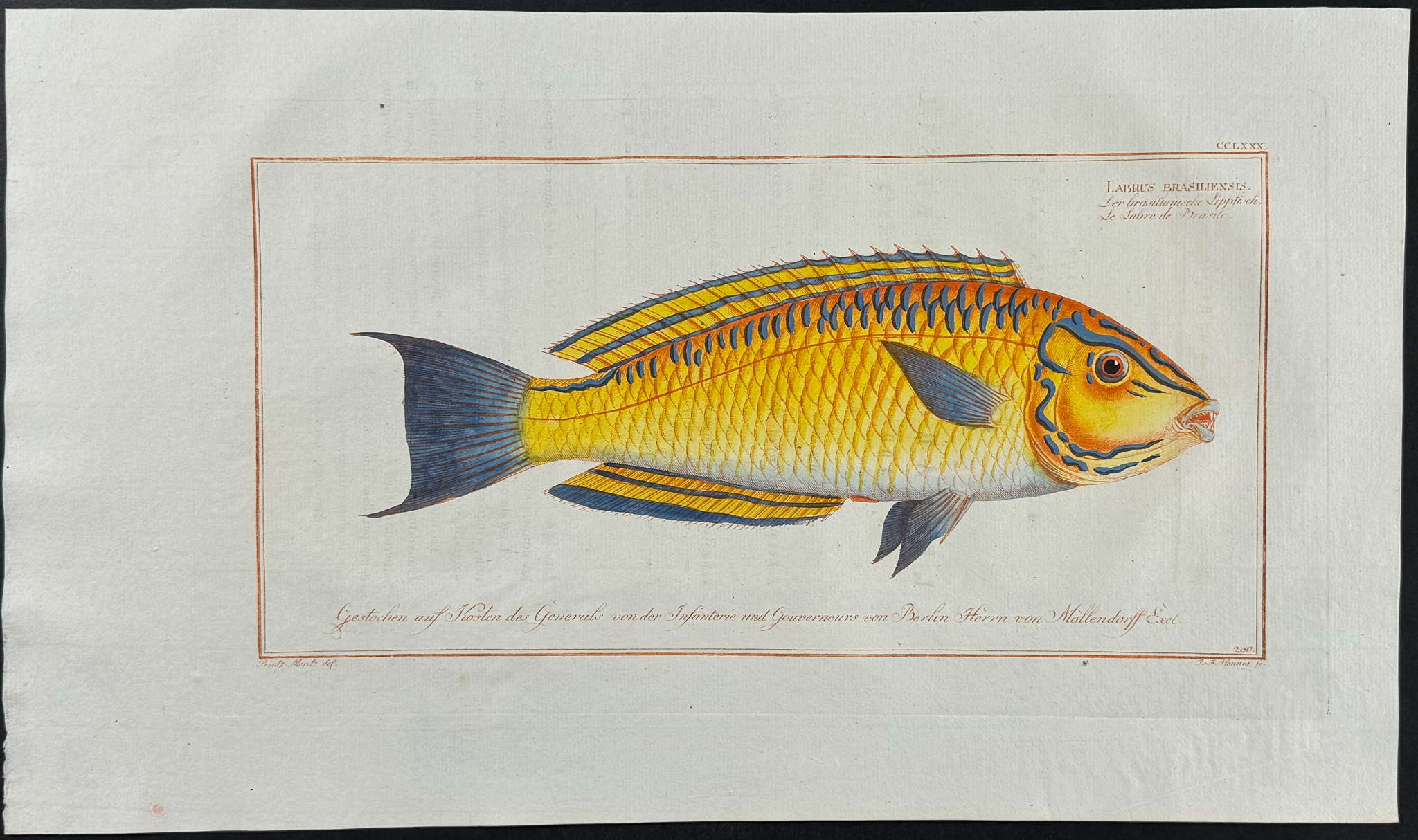 Bloch, Folio - Pair of Wrasse Fish Engravings