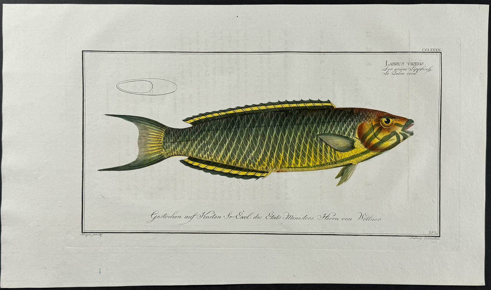 Bloch, Folio - Pair of Wrasse Fish Engravings