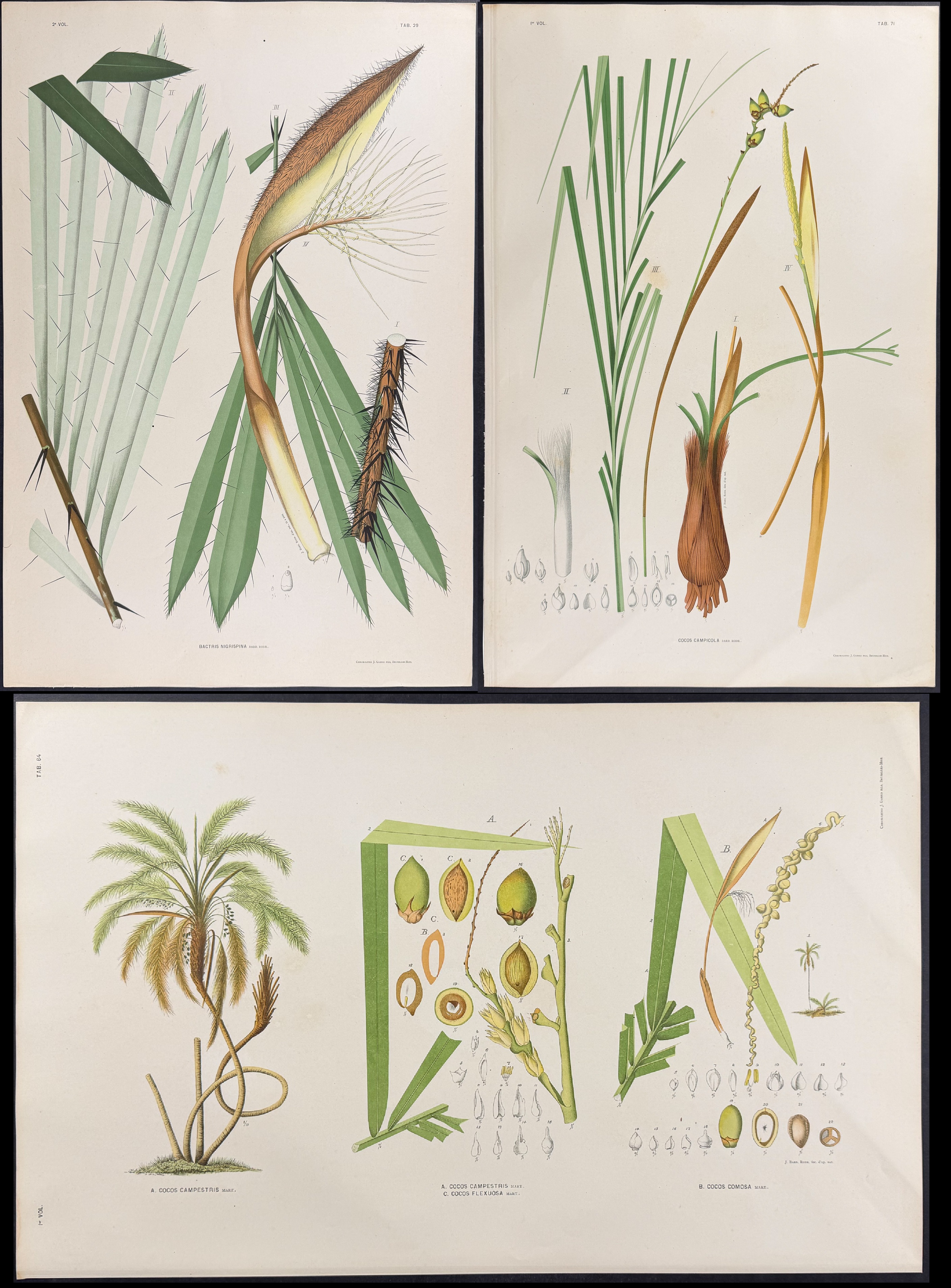 Rodrigues - 22 Folio Palm Chromolithographs